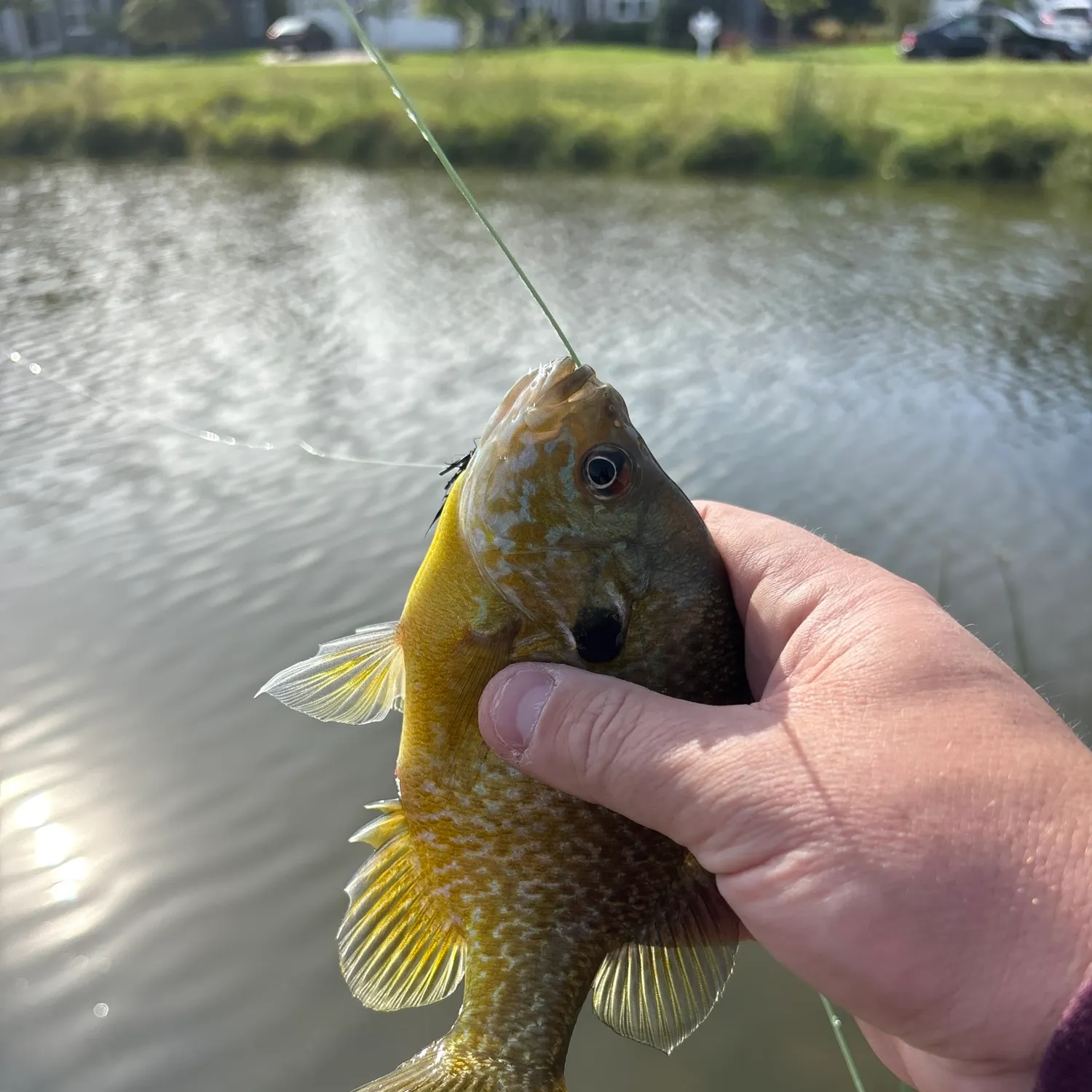 Greengill hybrid caught on Fishbrain