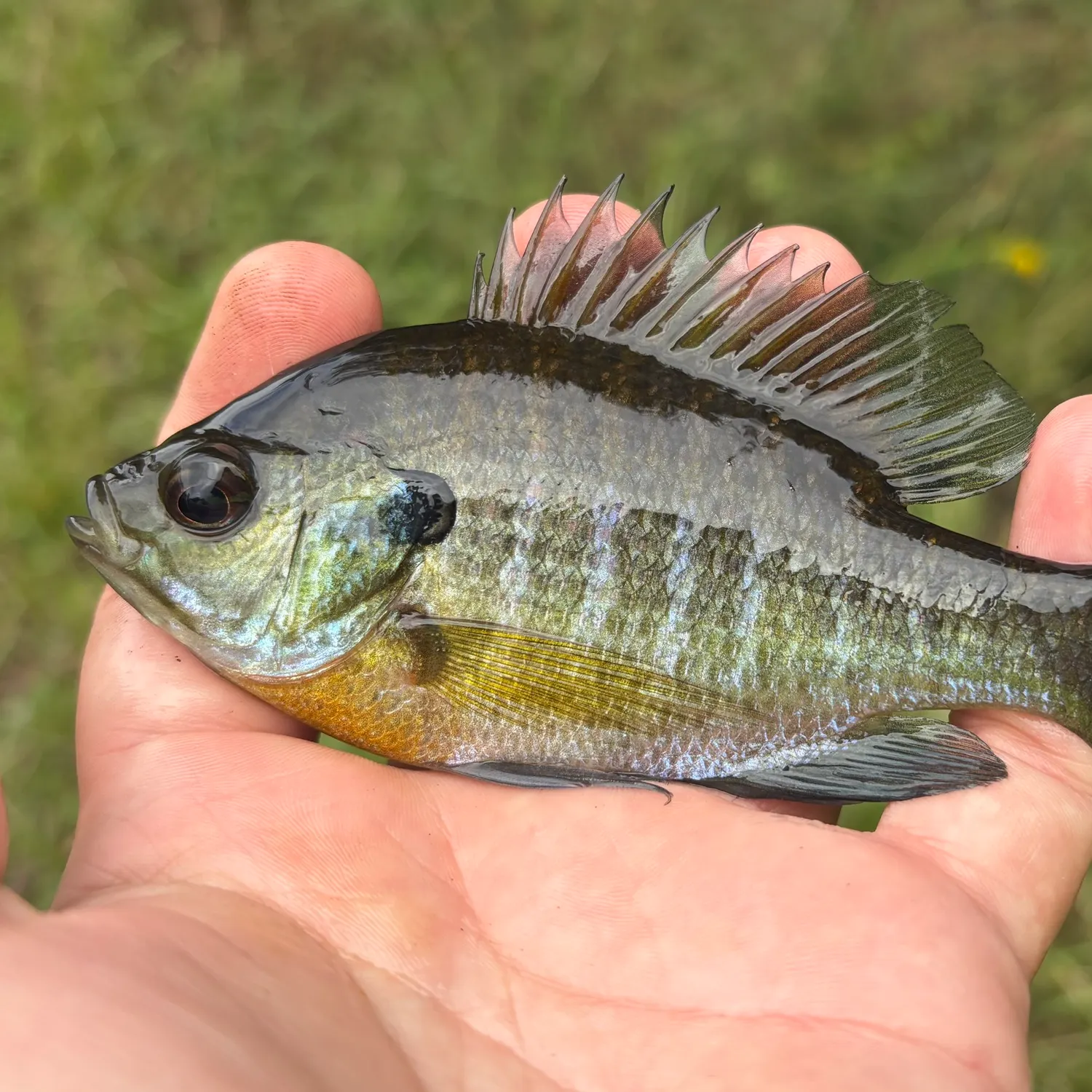 Bluegill caught on Fishbrain
