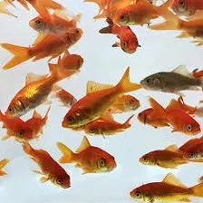 Goldfish