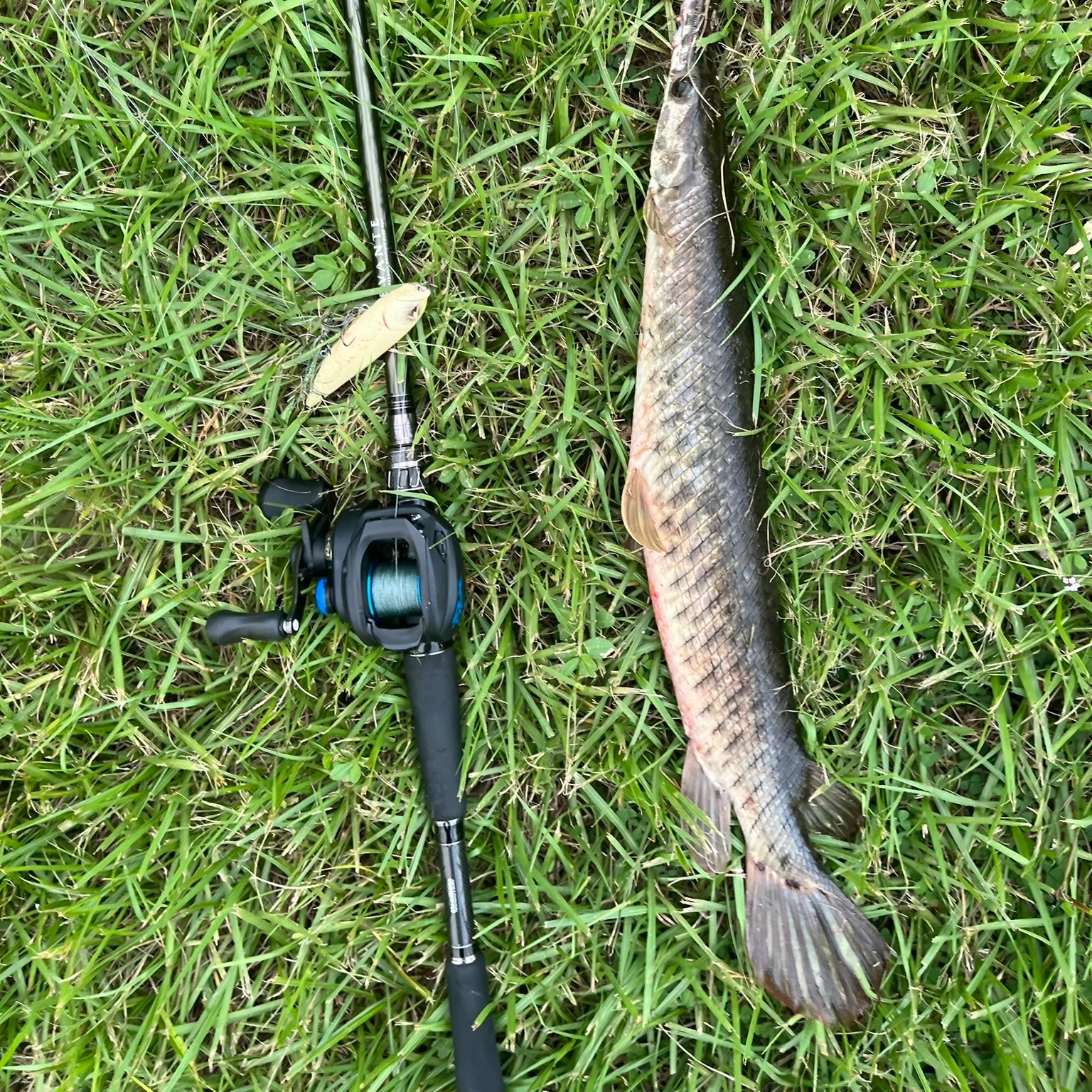 The most recent Spotted gar catches on Fishbrain