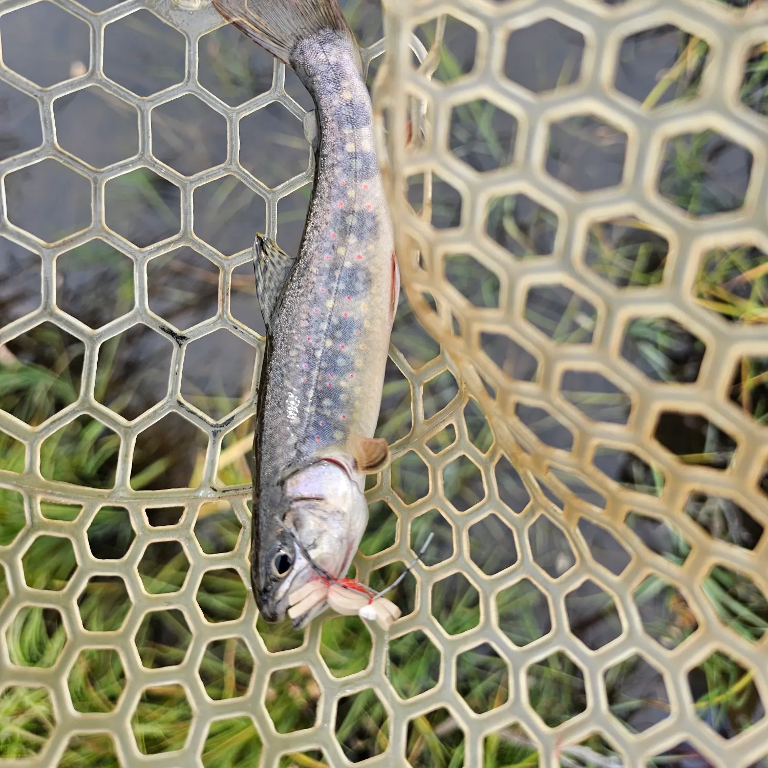 Brook trout caught on Fishbrain
