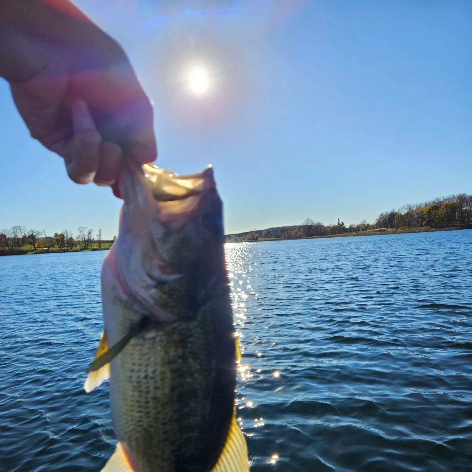 Rock bass caught on Fishbrain