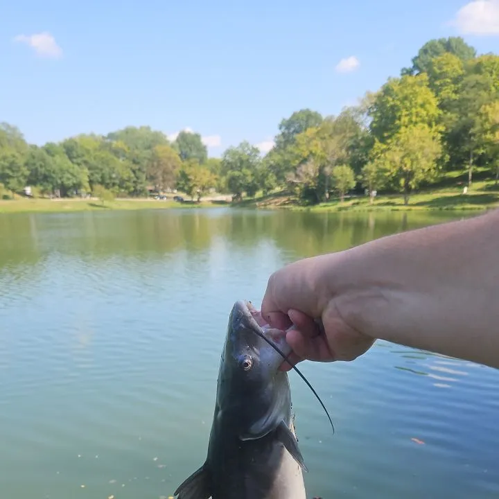 Channel catfish caught on Fishbrain