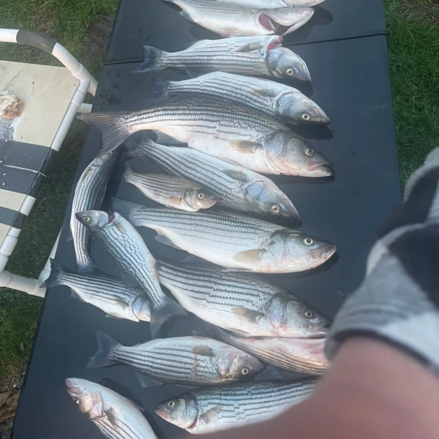 recently logged catches