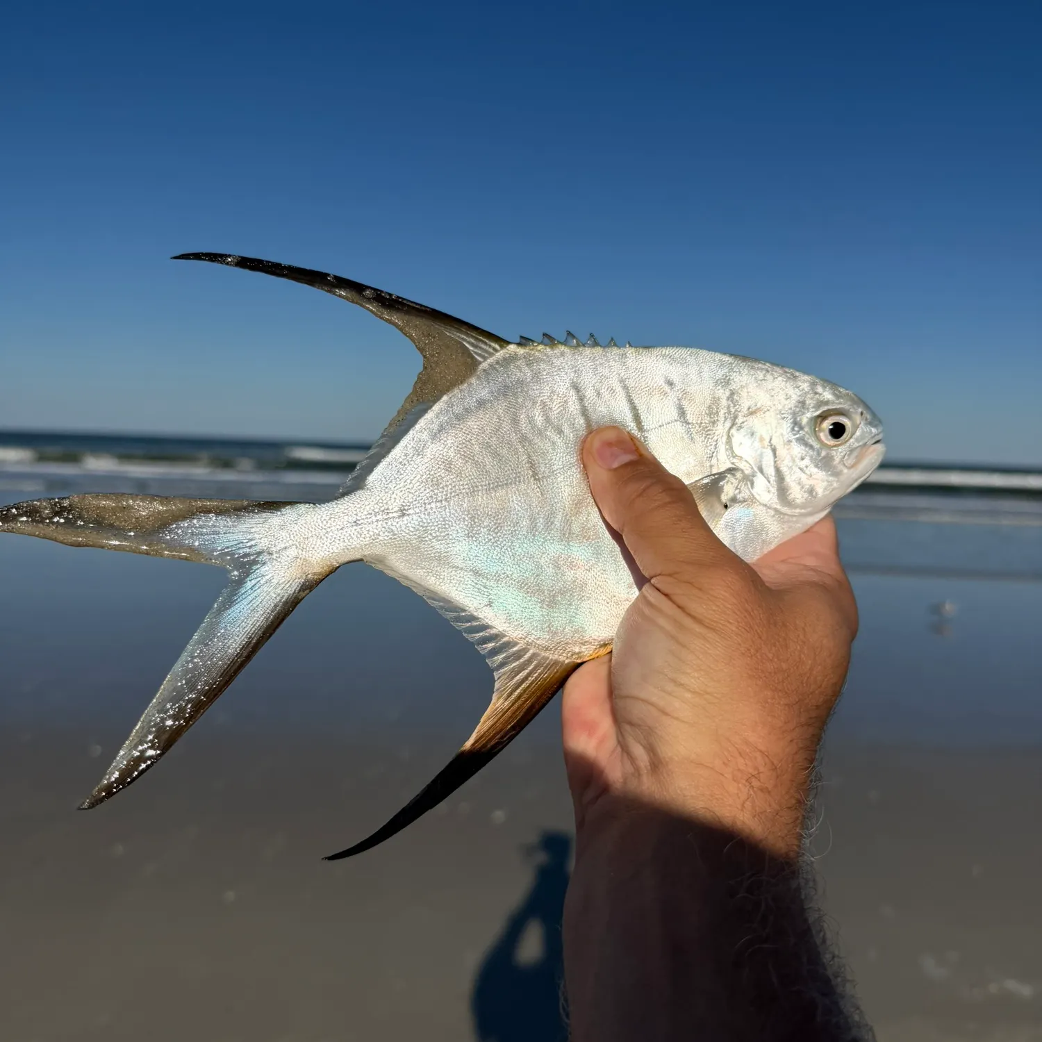 Palometa caught on Fishbrain