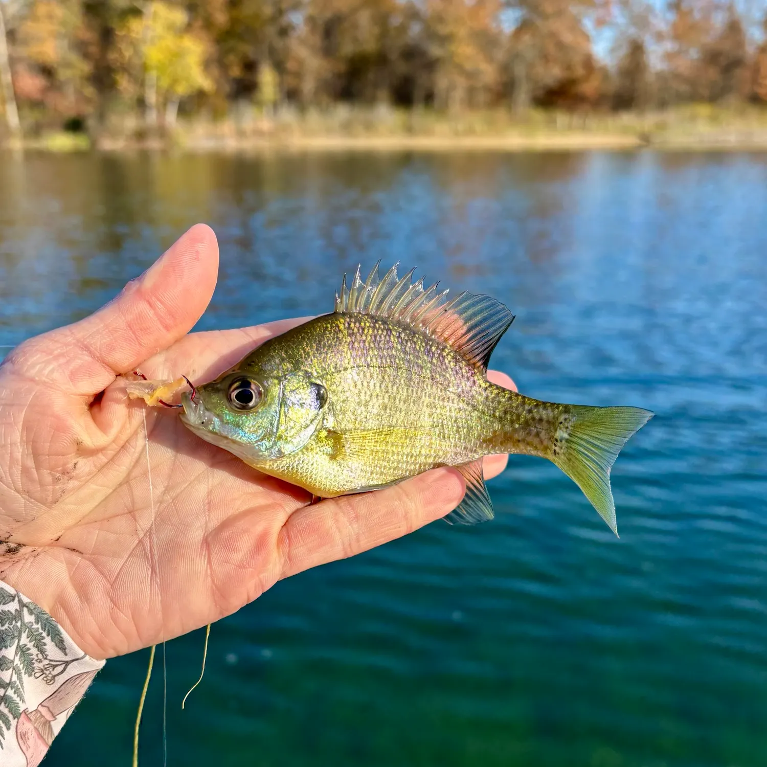 Bluegill caught on Fishbrain