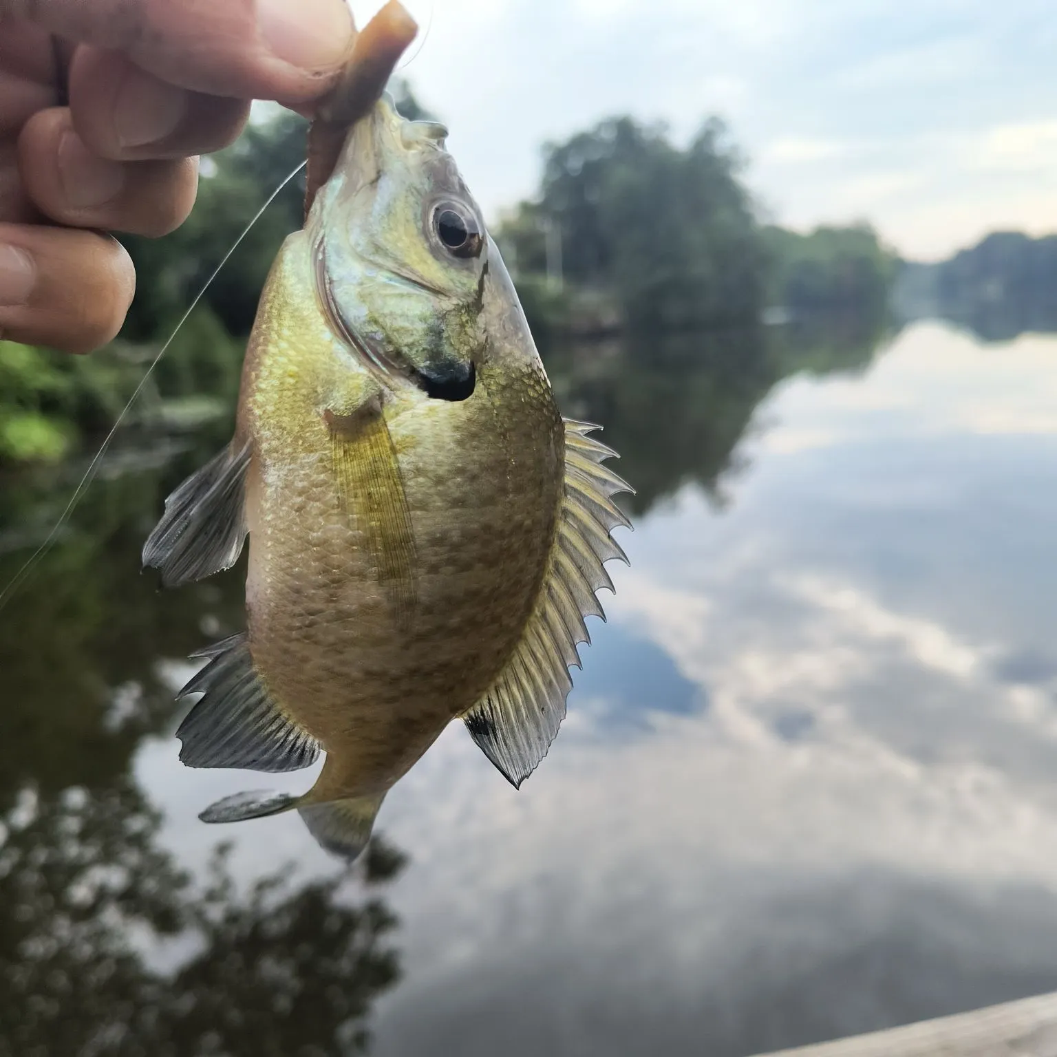 Bluegill caught on Fishbrain