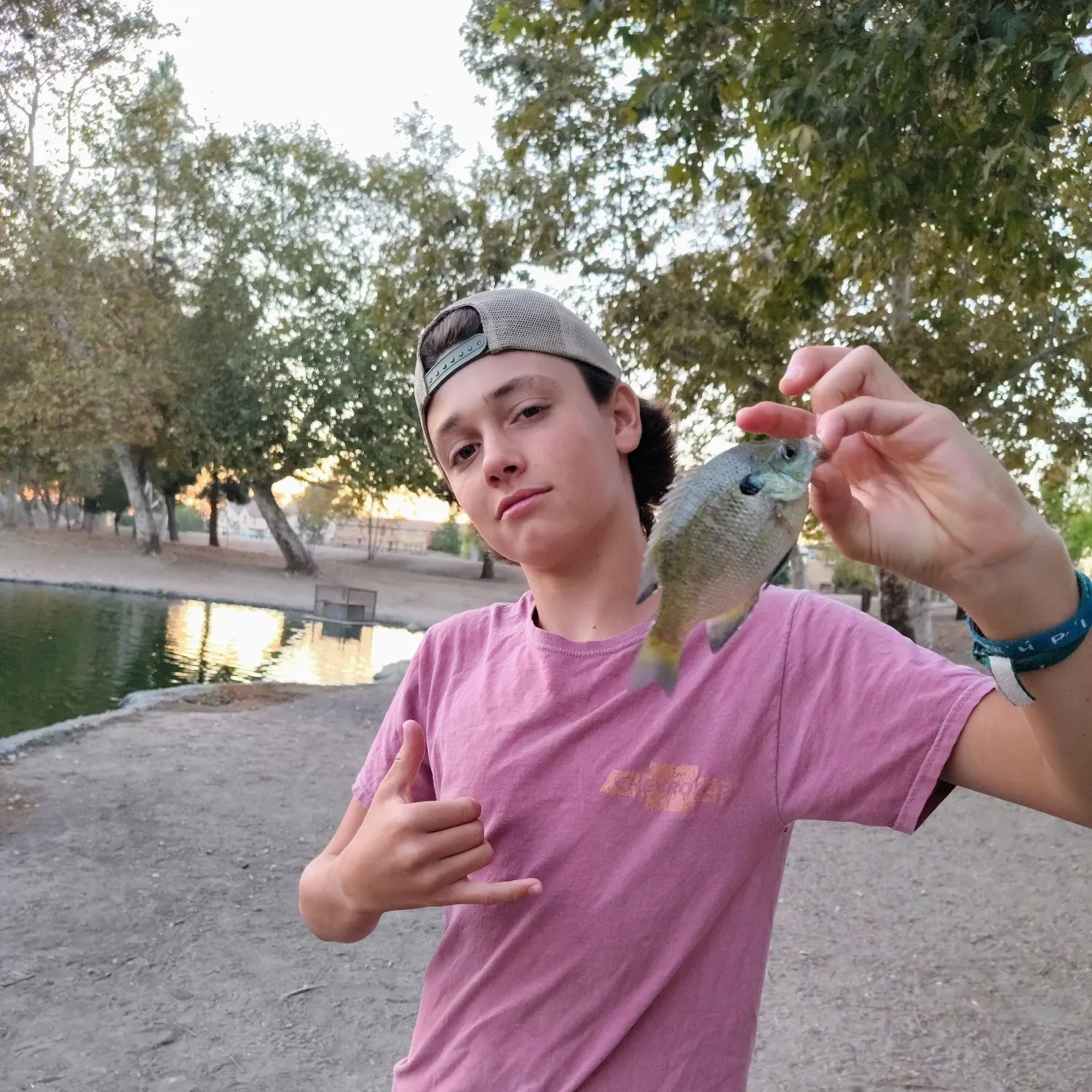 Bluegill caught on Fishbrain