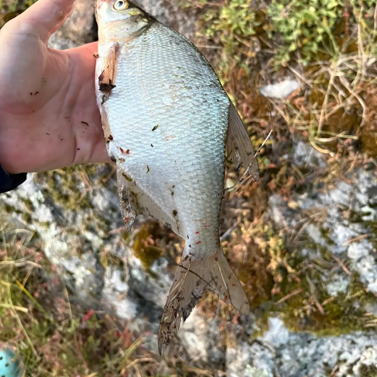 Common bream caught on Fishbrain