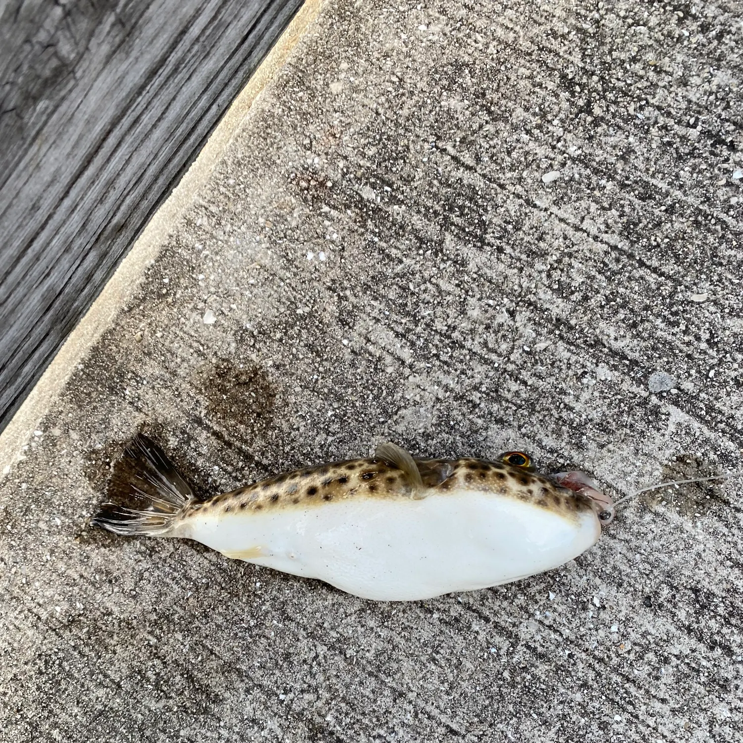 The most recent Reticulated pufferfish catches on Fishbrain