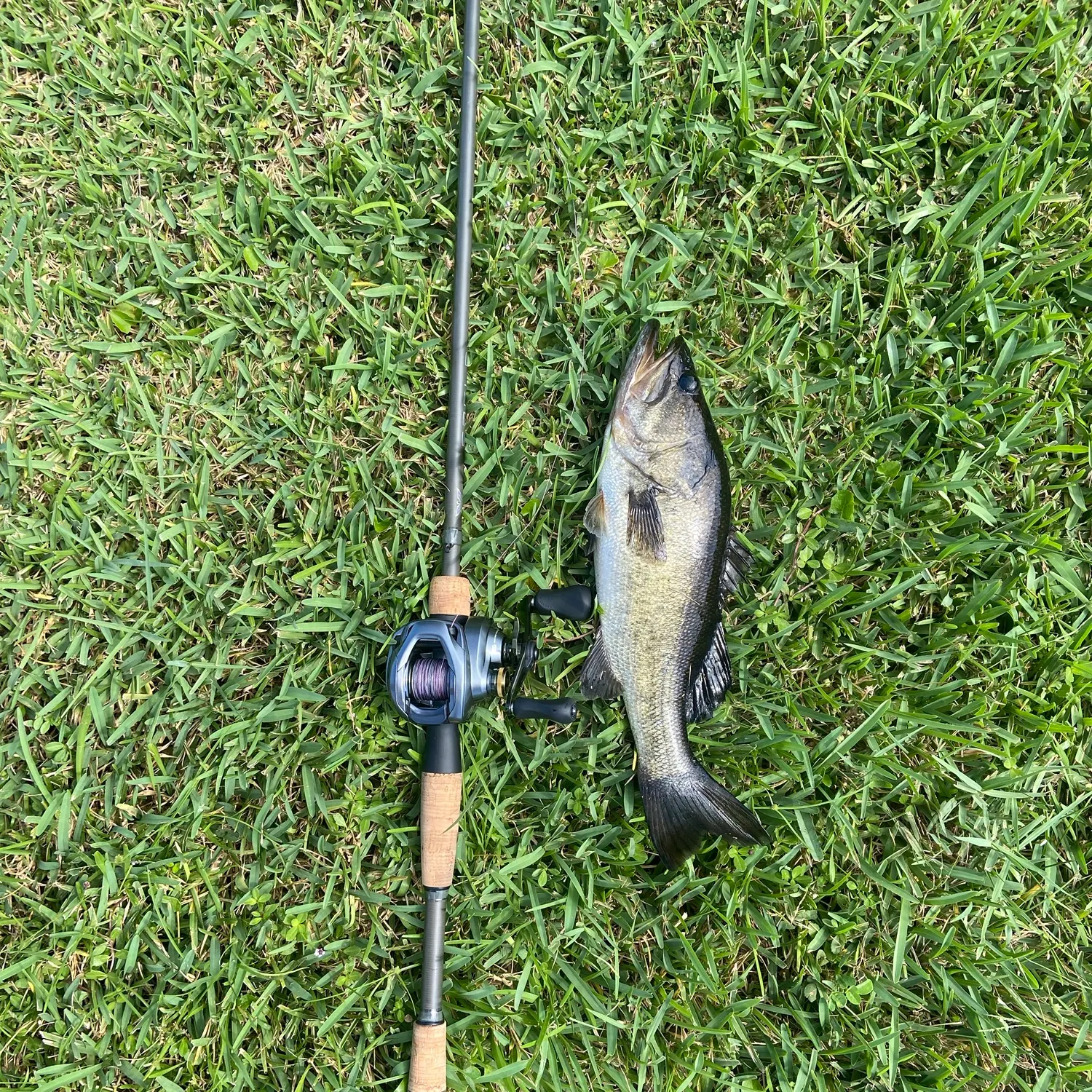 Largemouth bass caught on Fishbrain
