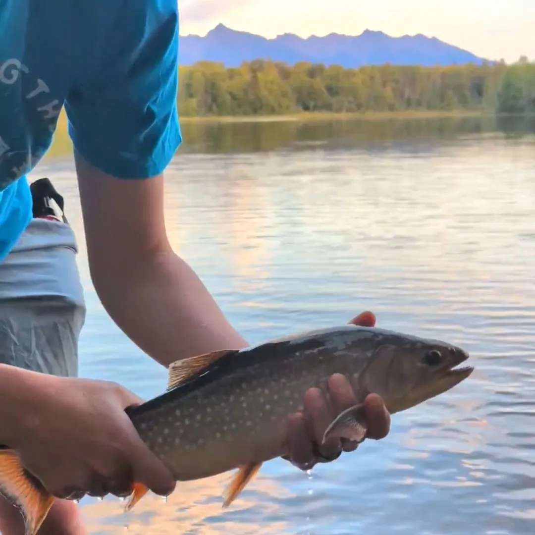 Lake char caught on Fishbrain