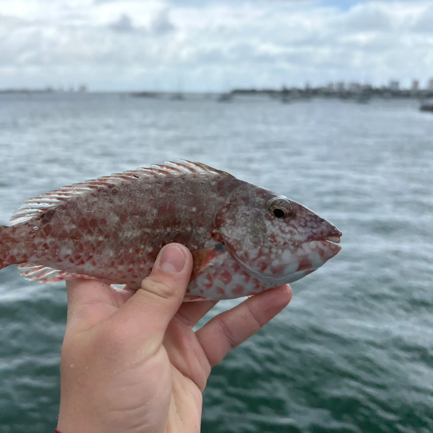 The most recent Redtail parrotfish catches on Fishbrain