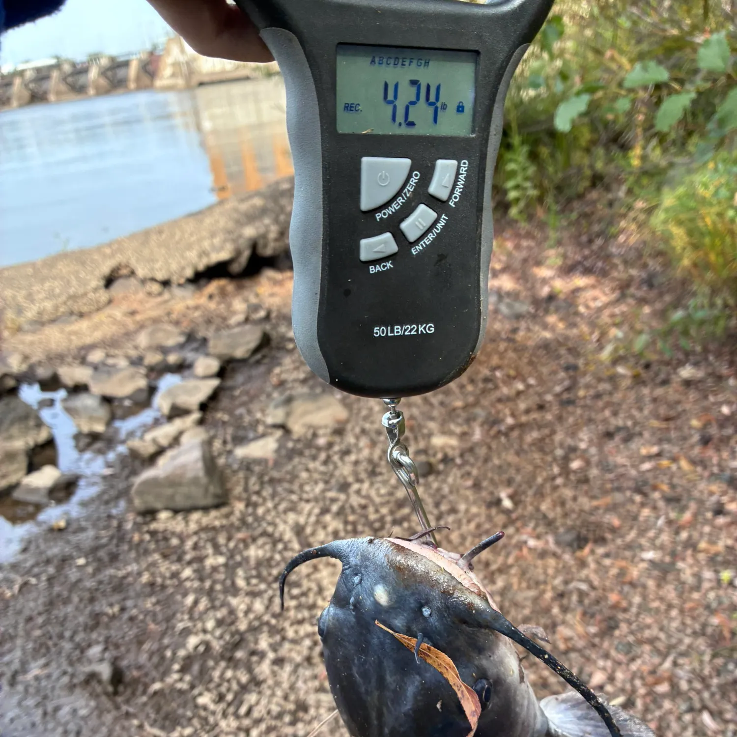 Channel catfish caught on Fishbrain