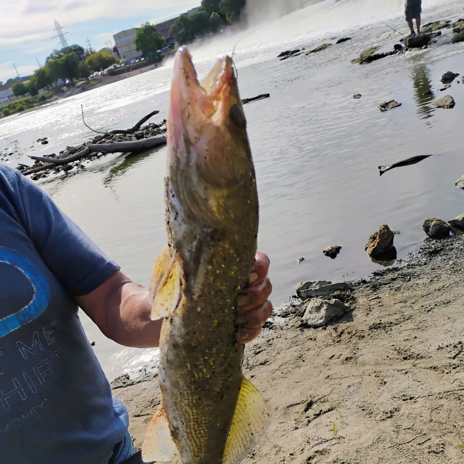 Walleye caught on Fishbrain