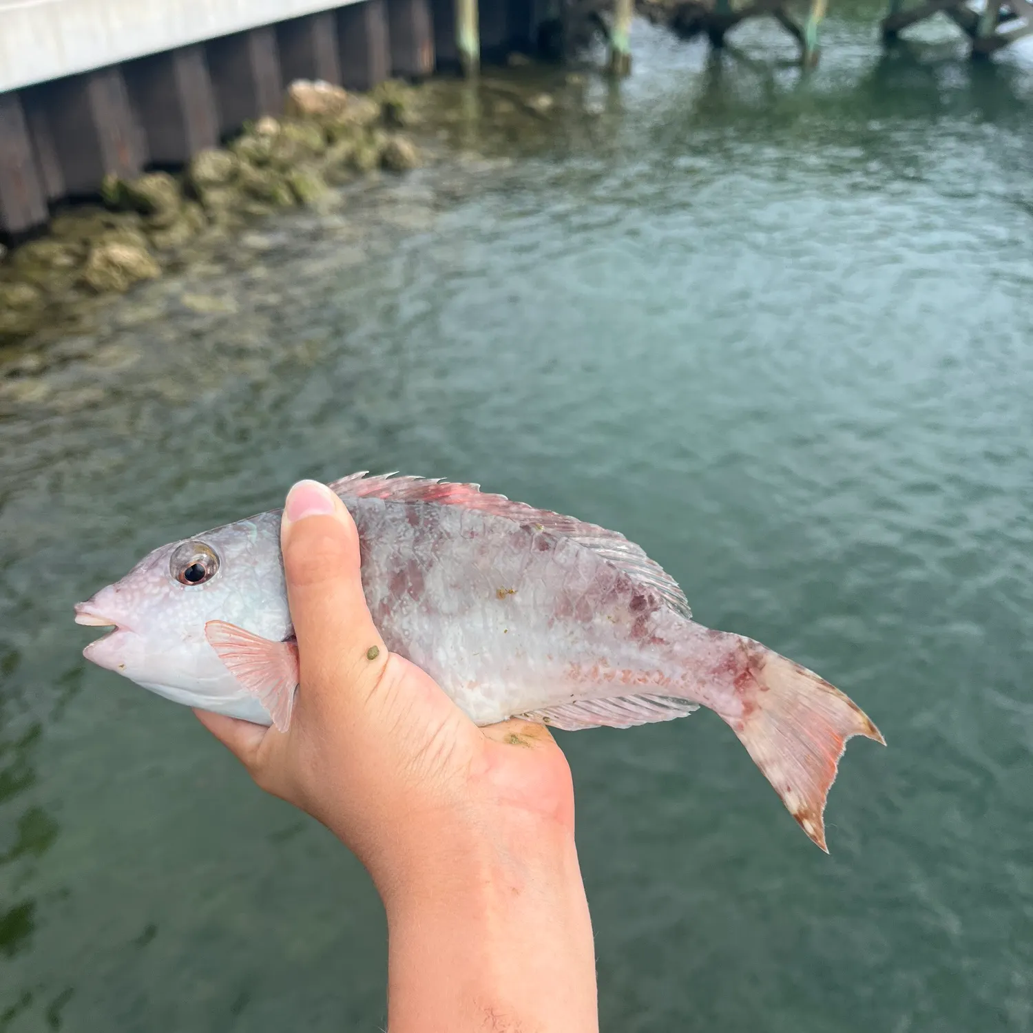 The most recent Redtail parrotfish catches on Fishbrain