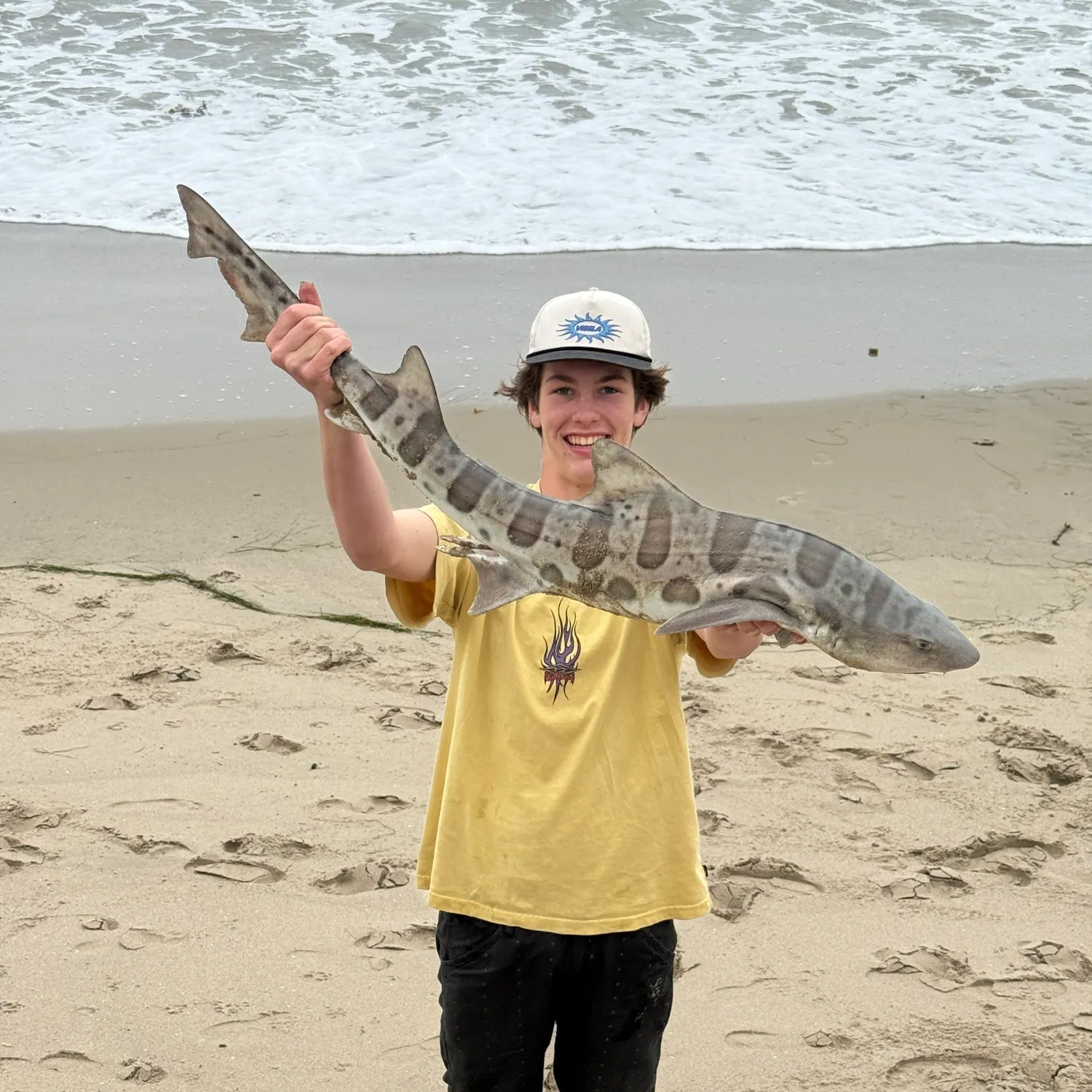 The most recent Leopard shark catches on Fishbrain
