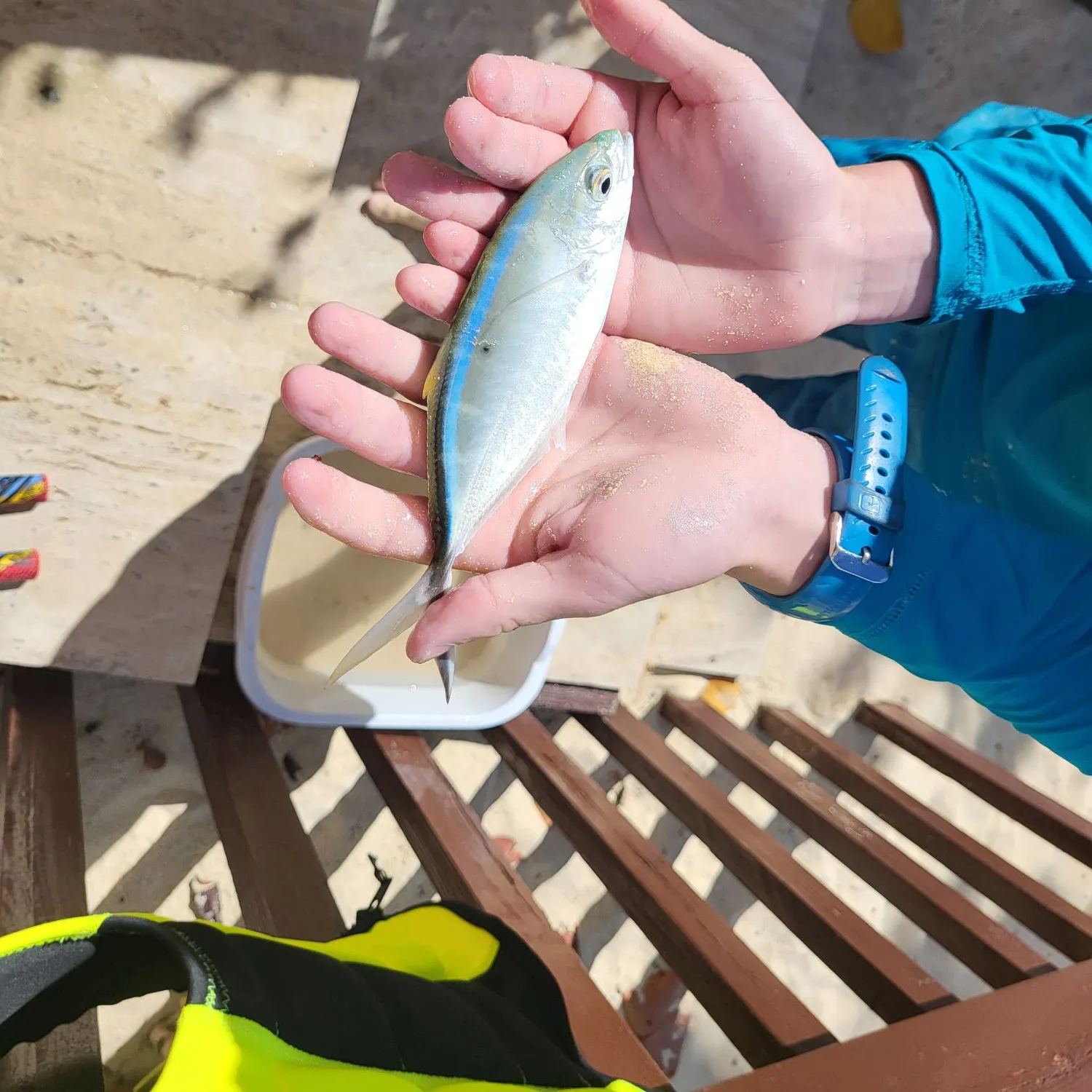 The most recent Blue runner catches on Fishbrain