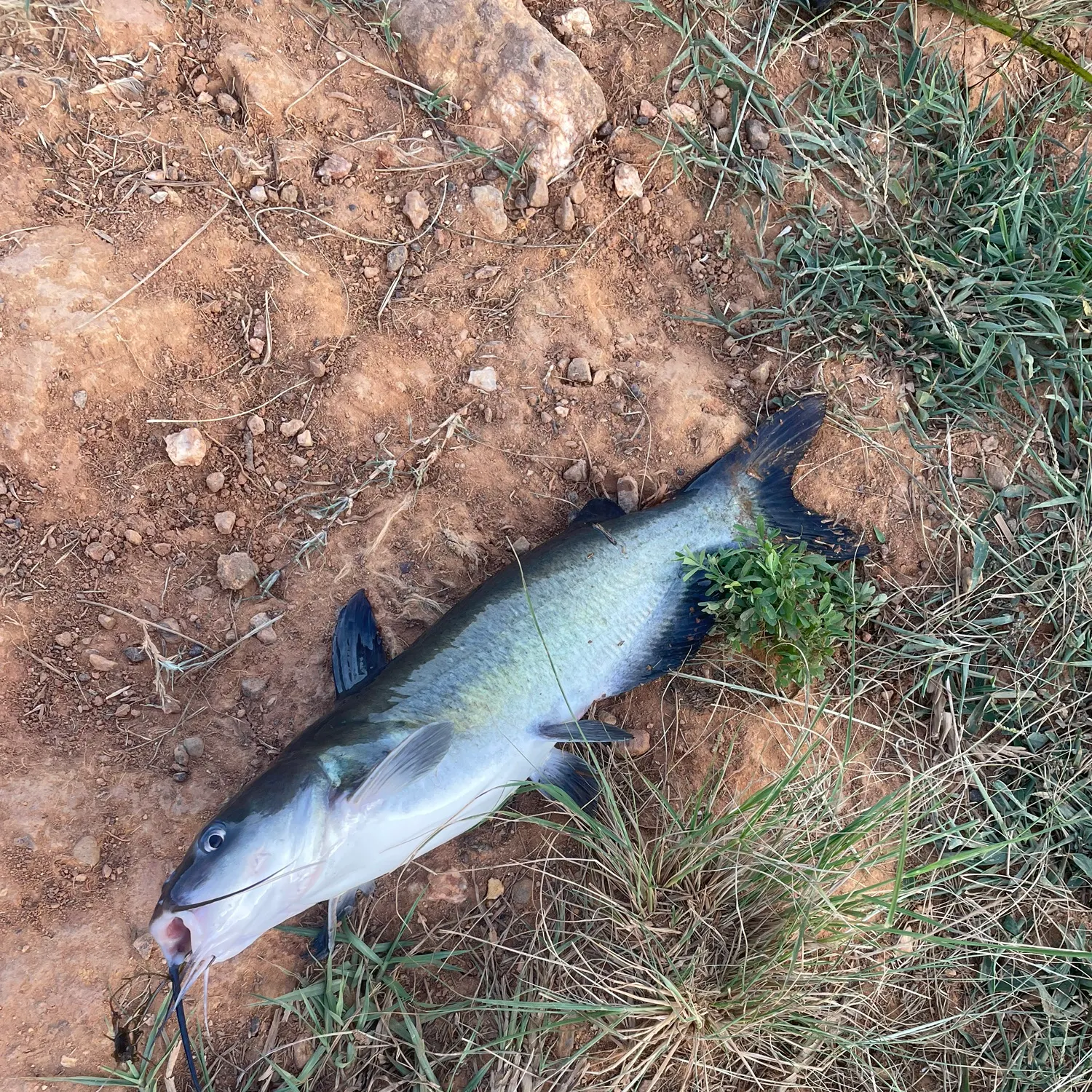 Channel catfish caught on Fishbrain