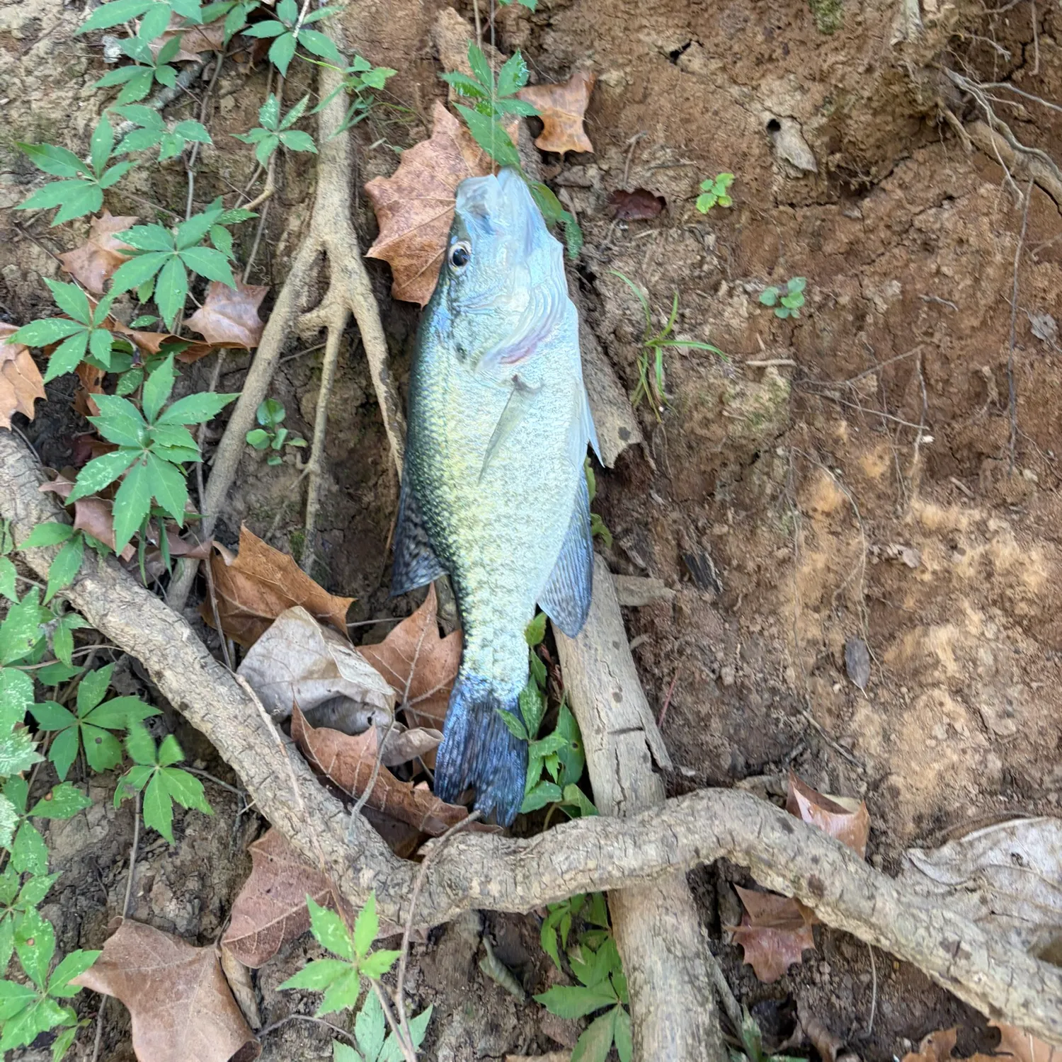 White crappie caught on Fishbrain
