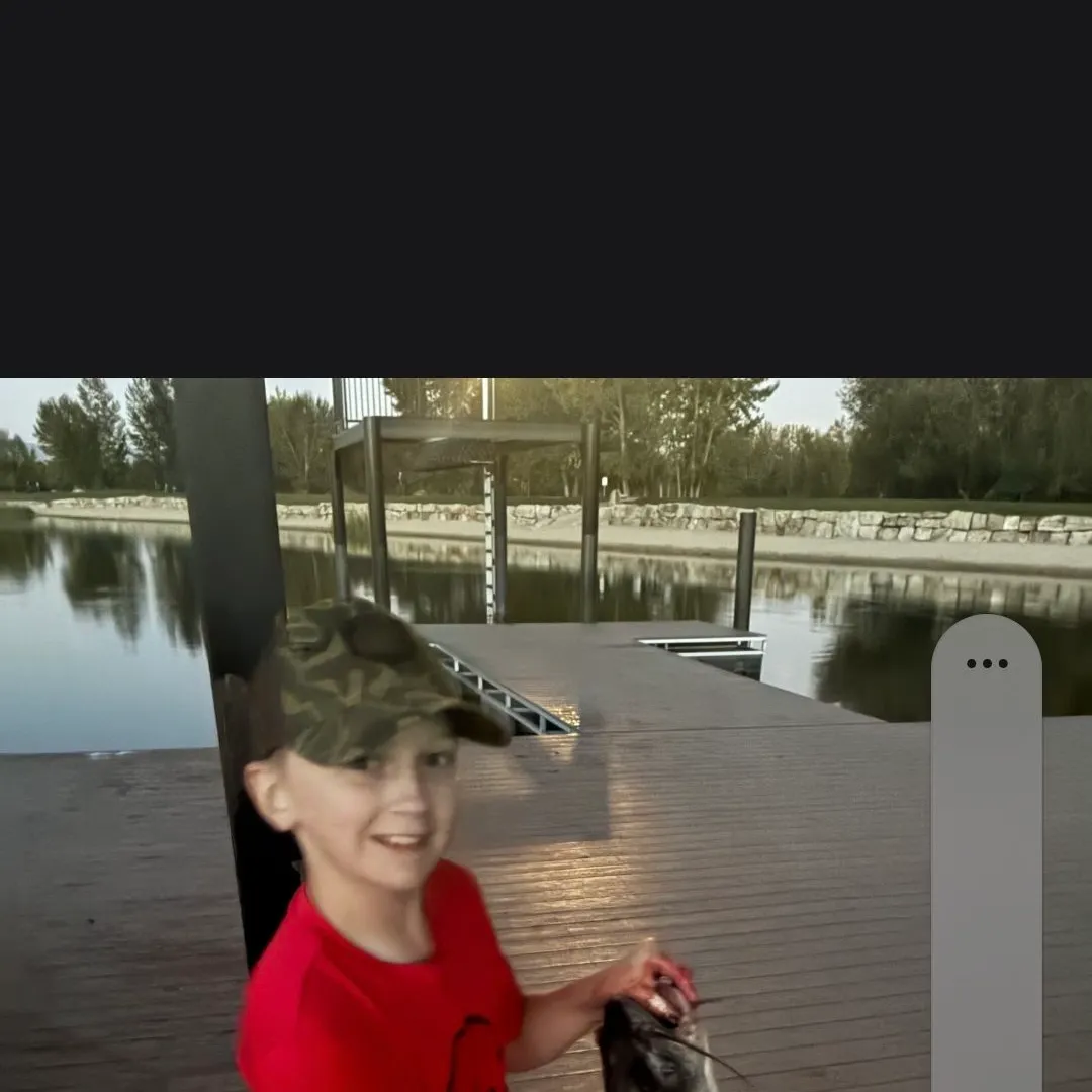 Channel catfish caught on Fishbrain