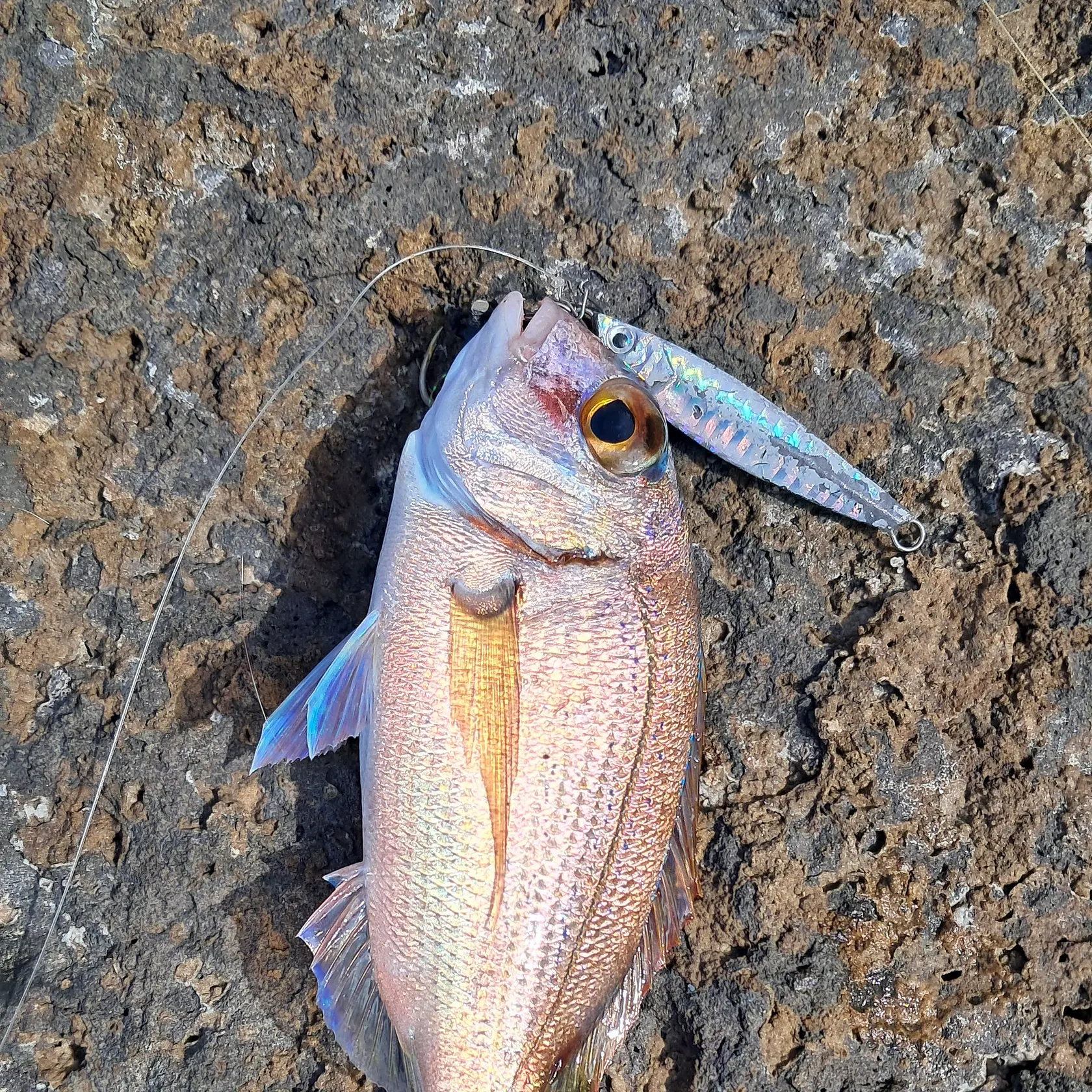 The most recent Axillary seabream catches on Fishbrain