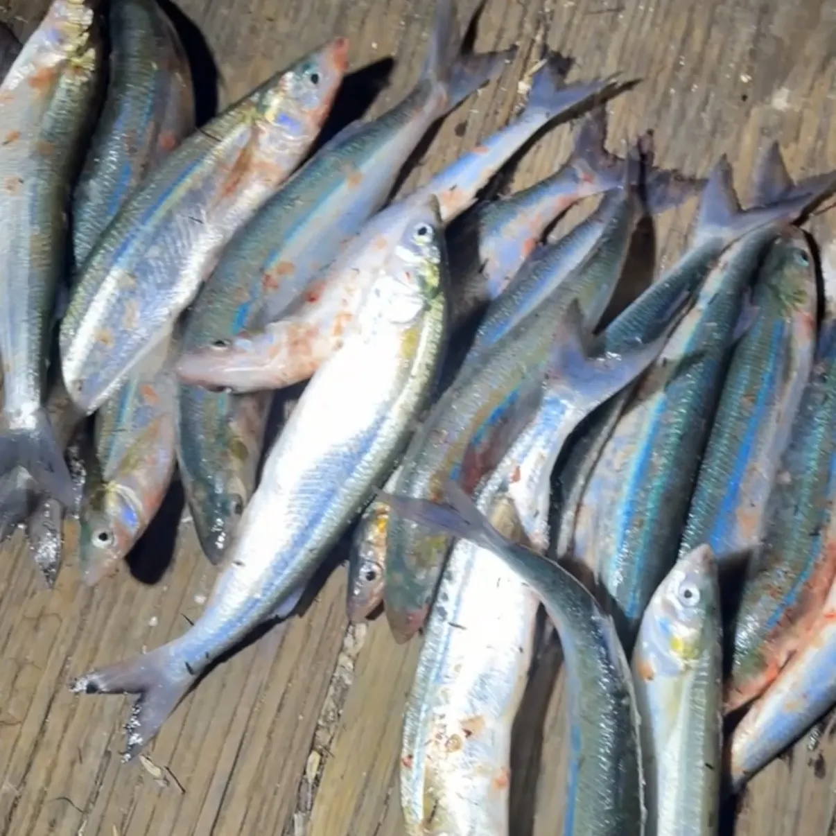 Surf smelt caught on Fishbrain
