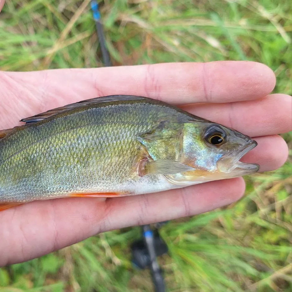 European perch caught on Fishbrain