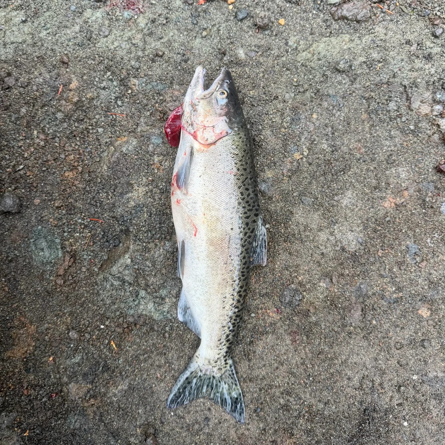 The most recent Chinook salmon catches on Fishbrain