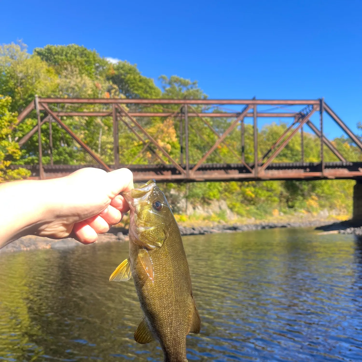 Smallmouth bass caught on Fishbrain