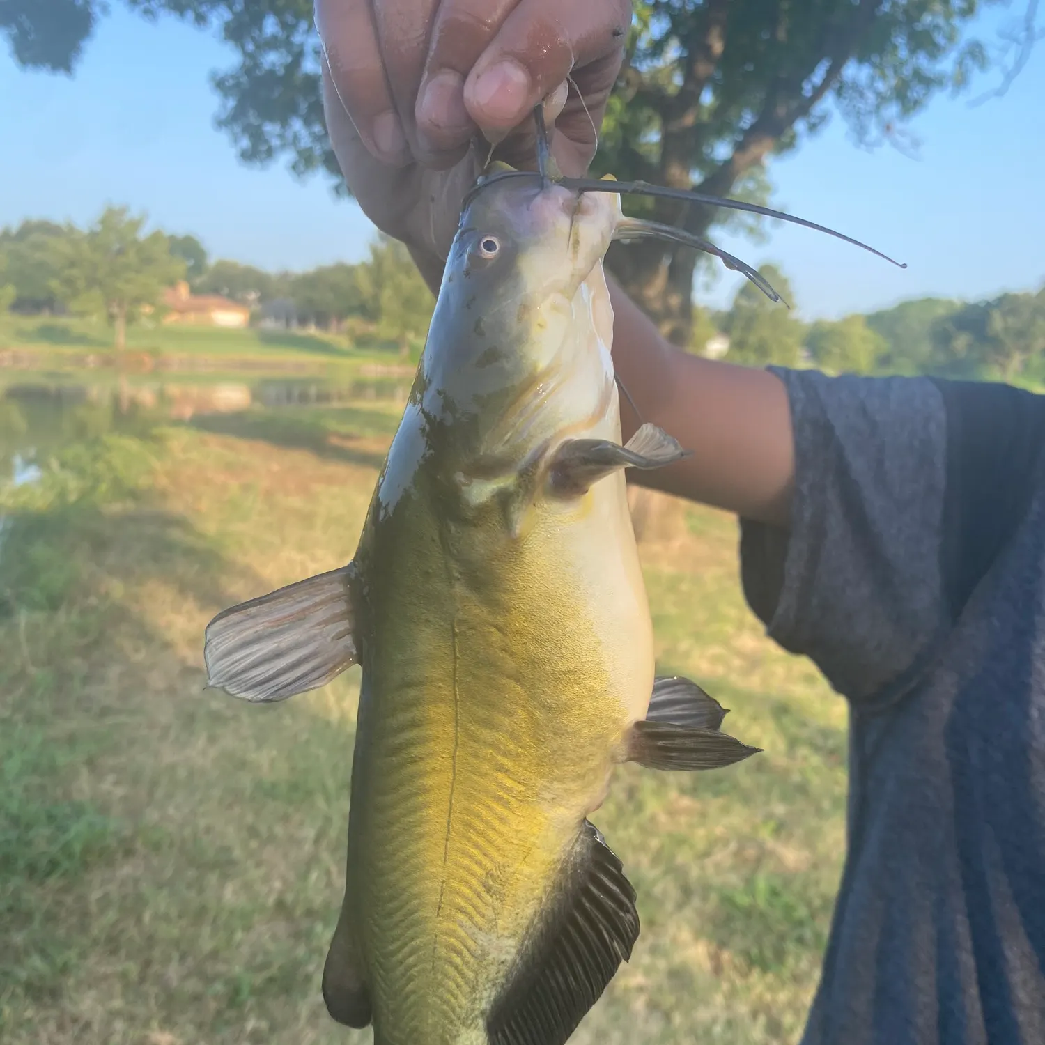 Channel catfish caught on Fishbrain