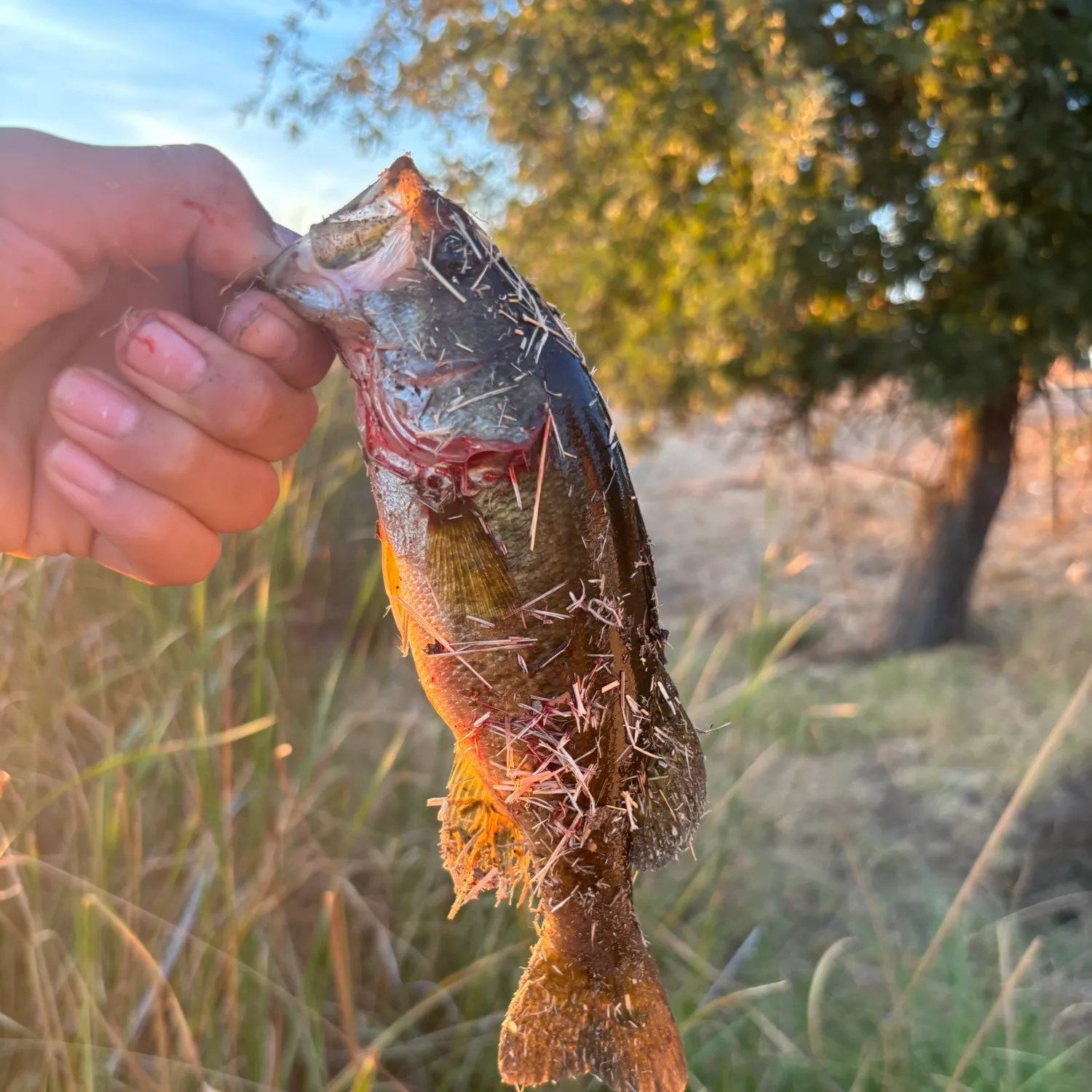 catch