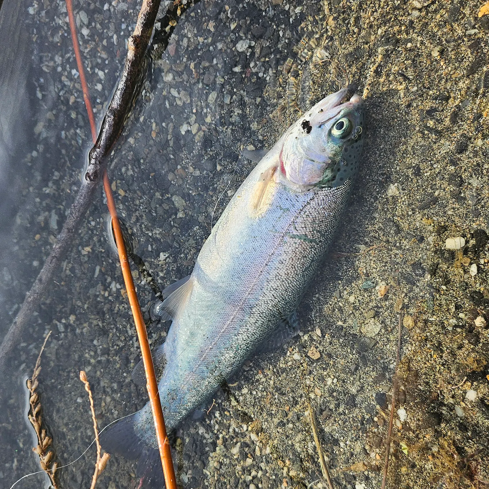 Rainbow trout caught on Fishbrain