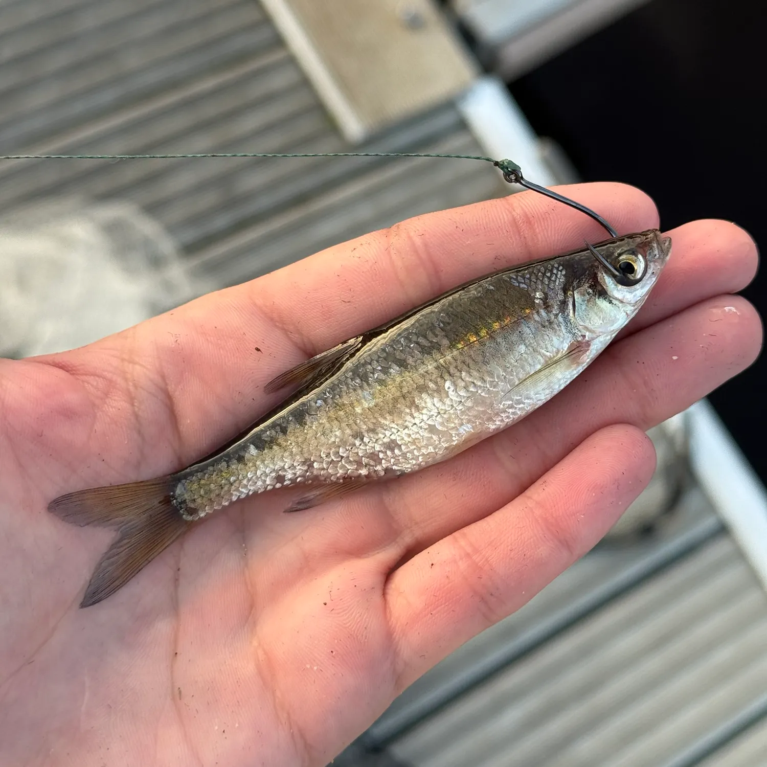 Striped shiner caught on Fishbrain