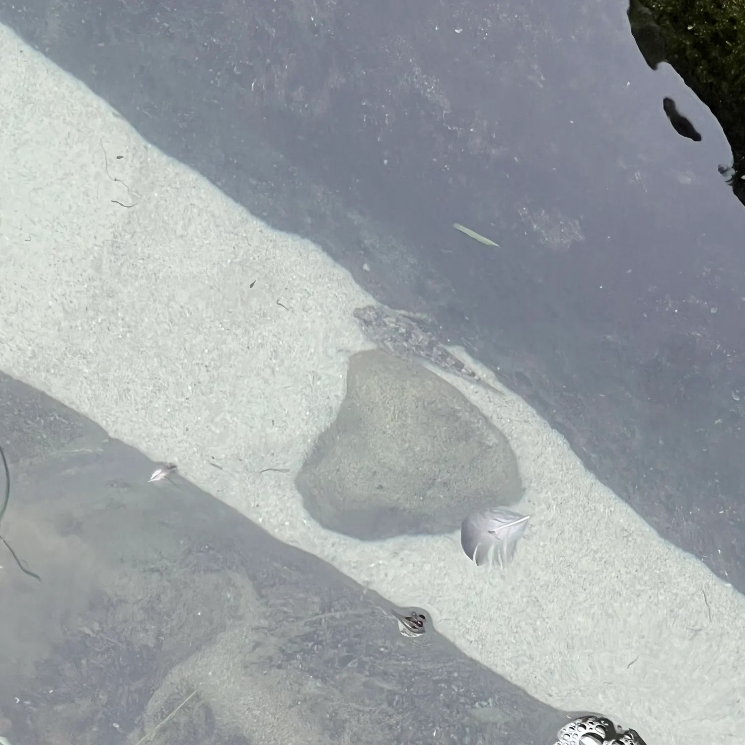 The most recent Sand goby catches on Fishbrain