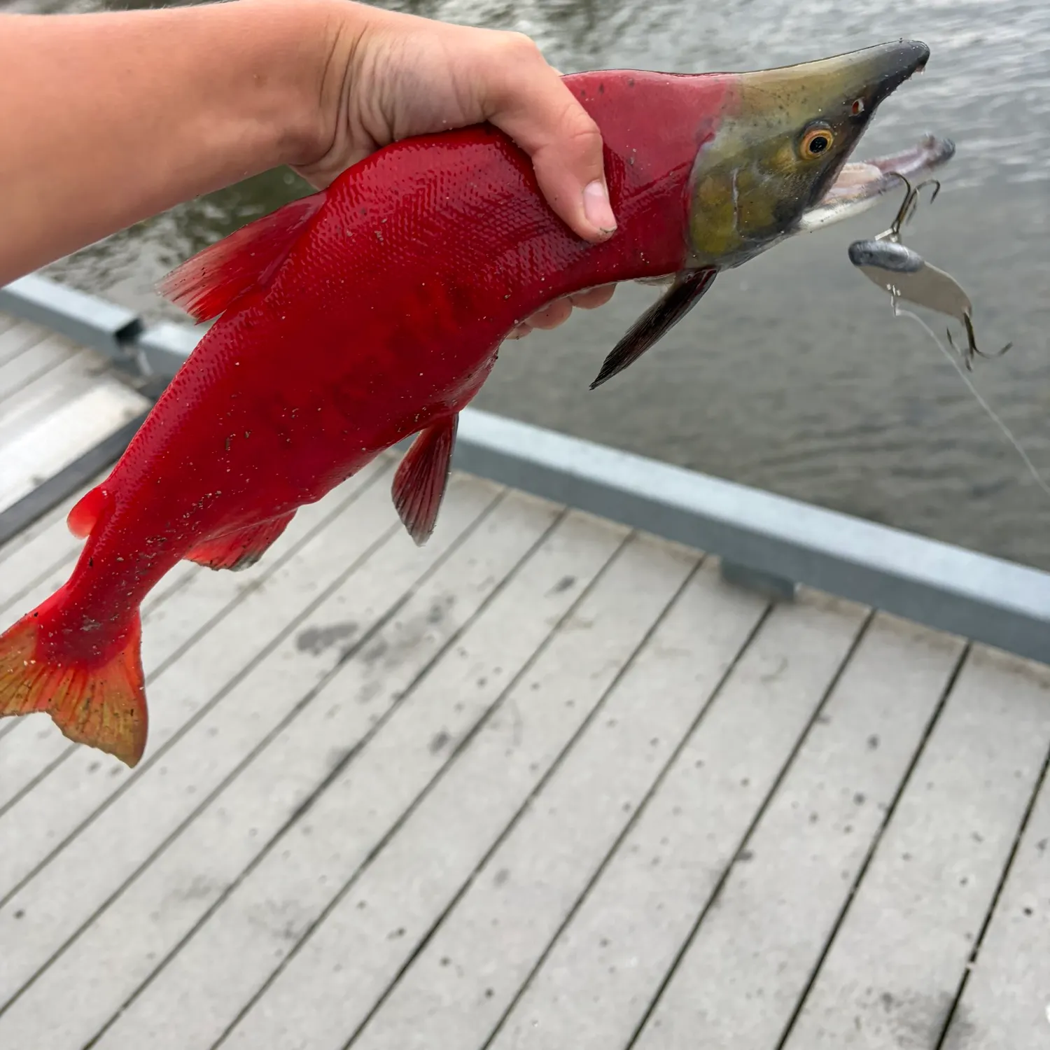 Kokanee salmon caught on Fishbrain