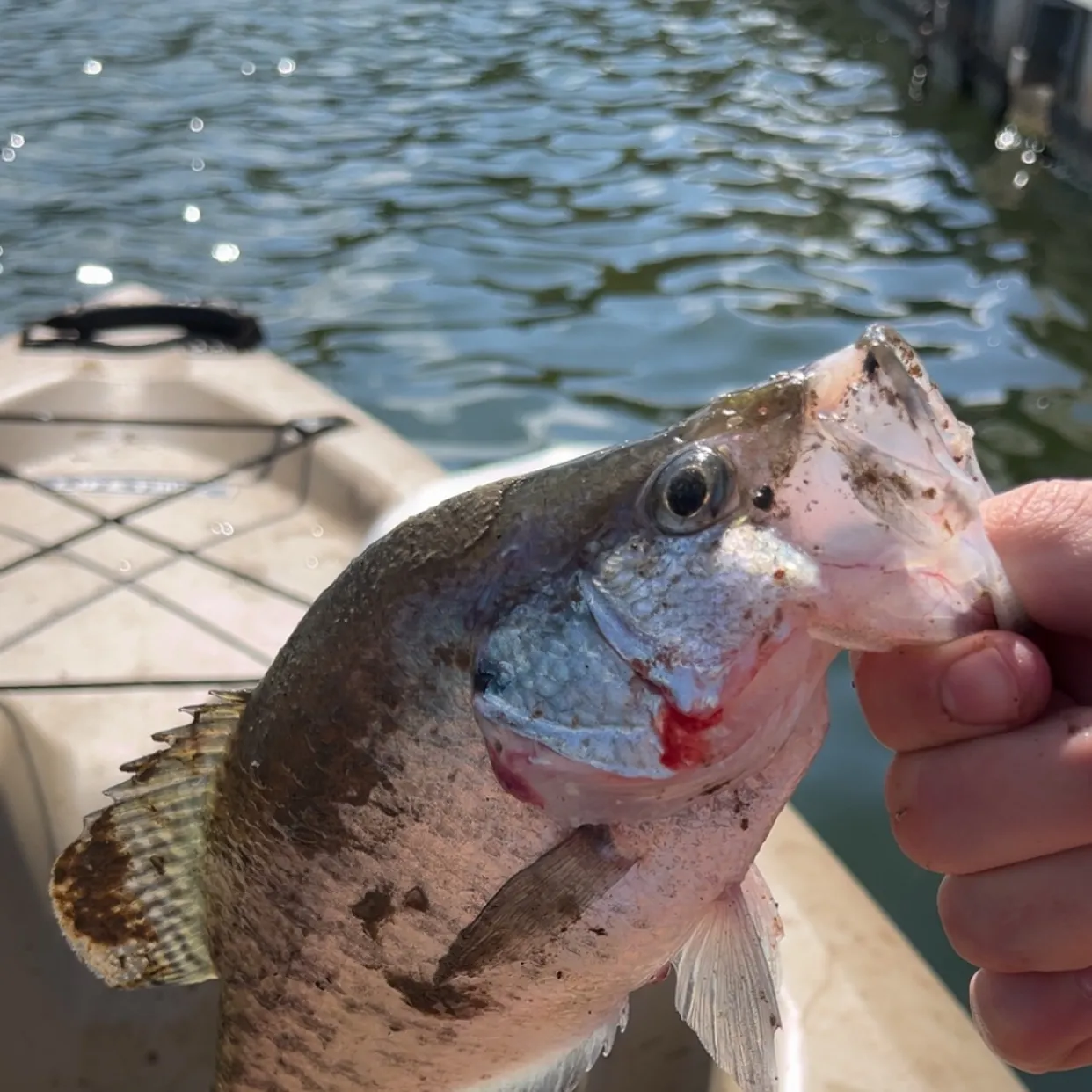 White crappie caught on Fishbrain