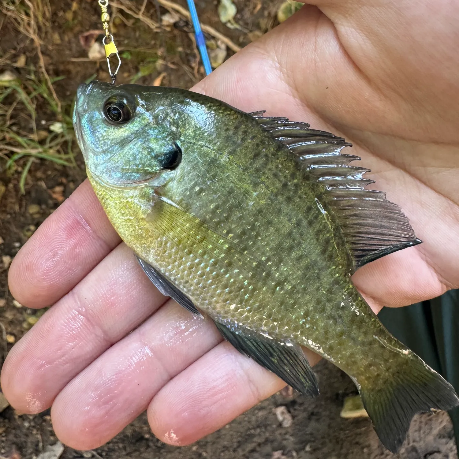 Bluegill caught on Fishbrain