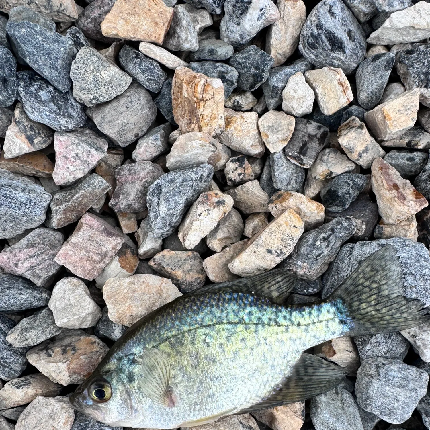 Black crappie caught on Fishbrain