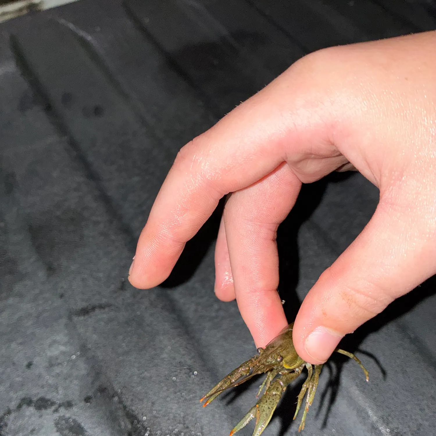 Northern clearwater crayfish caught on Fishbrain