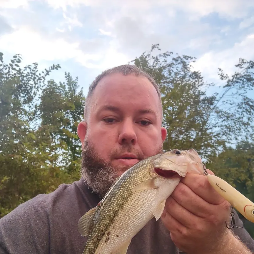 Spotted bass caught on Fishbrain