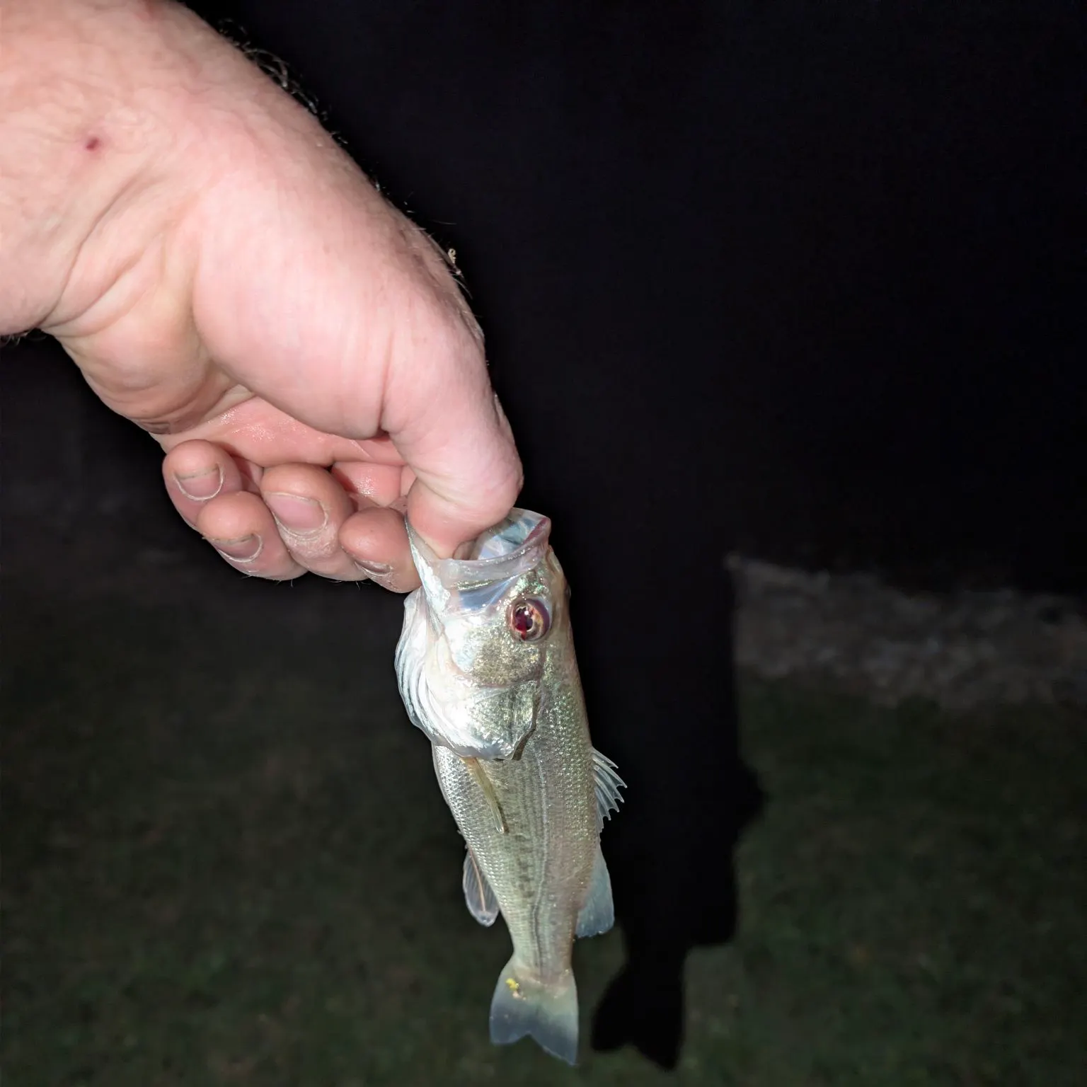 Fish caught on Fishbrain
