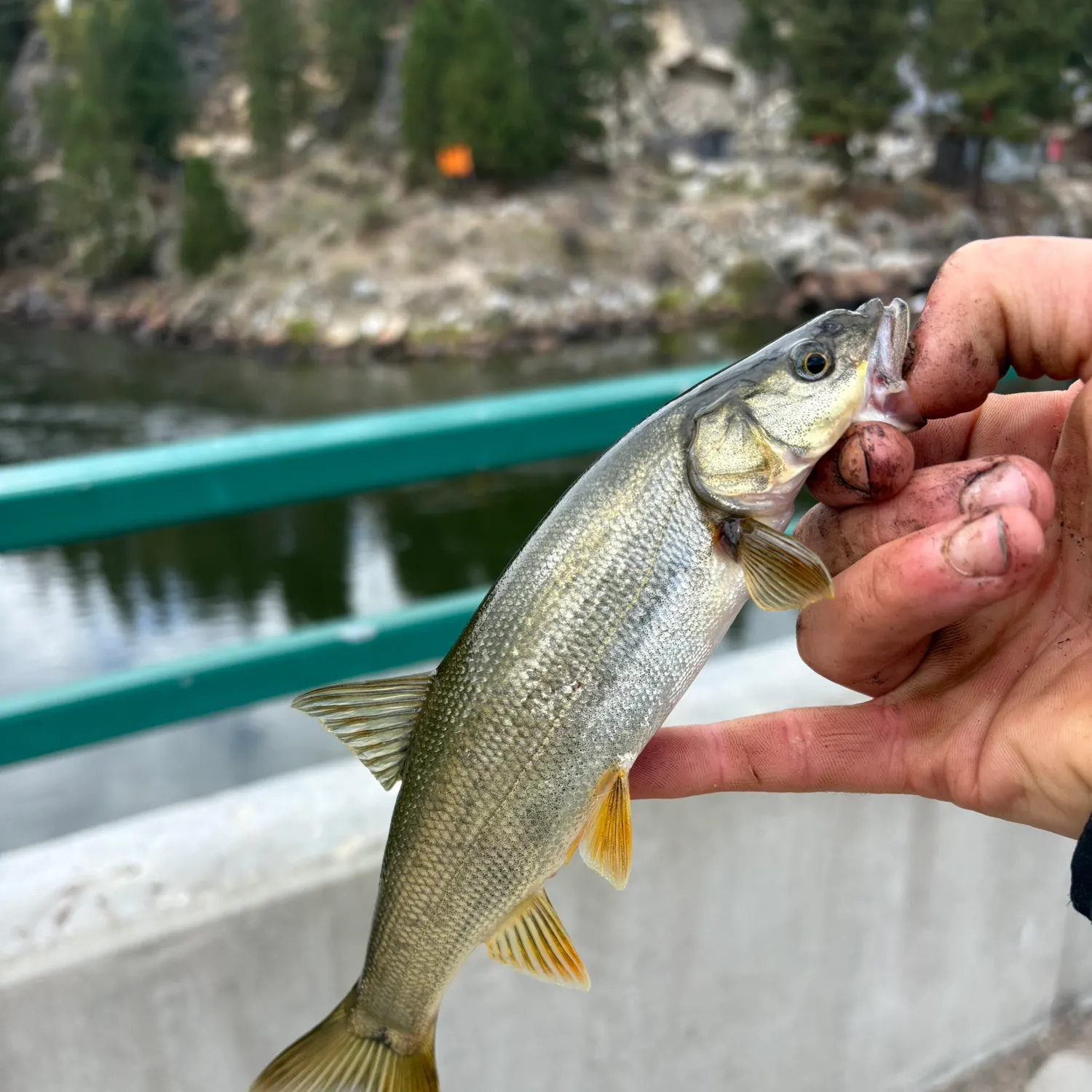 Northern pikeminnow caught on Fishbrain
