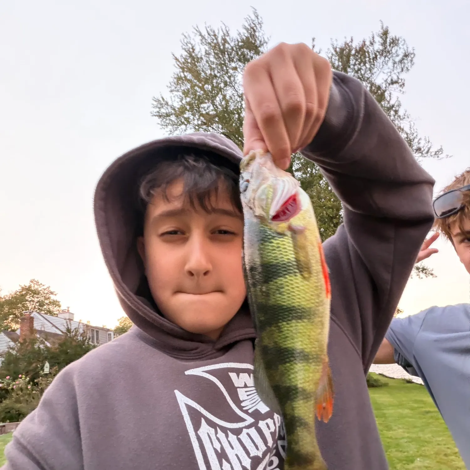 Yellow perch caught on Fishbrain