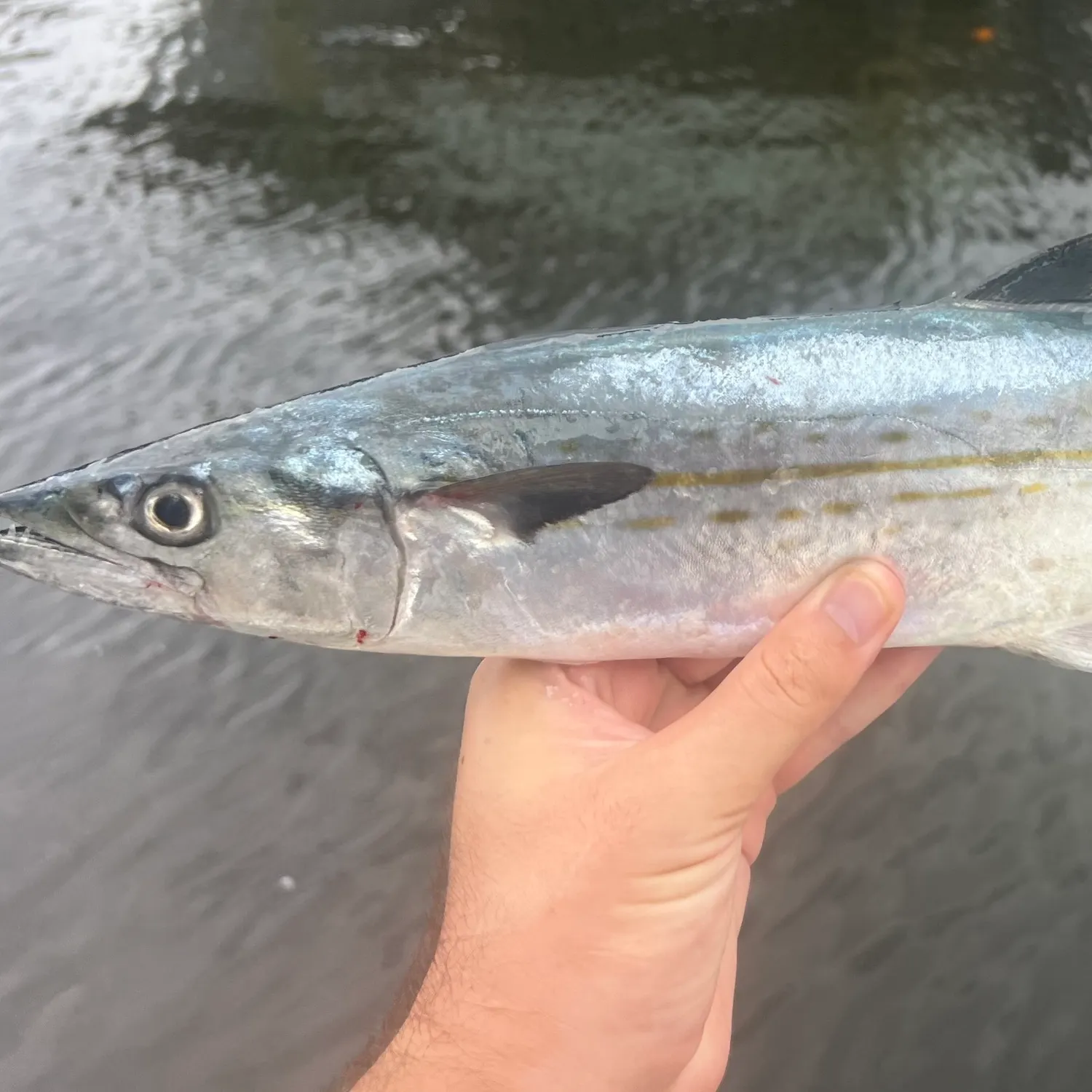 The most popular recent Cero mackerel catch on Fishbrain