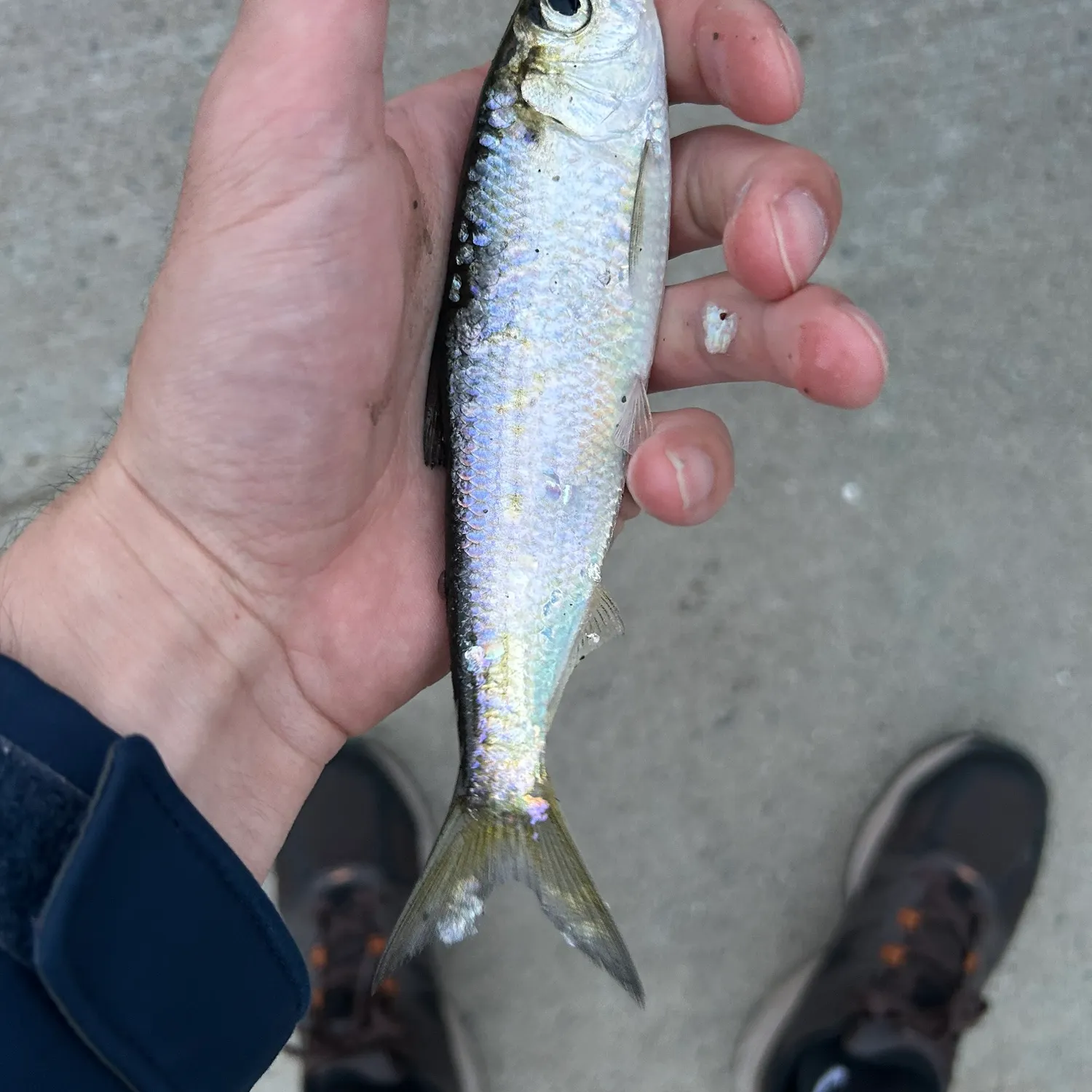 The most recent Alewife catches on Fishbrain