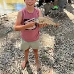 Bidyan perch caught on Fishbrain