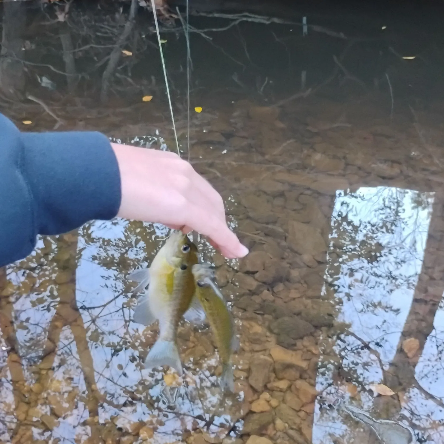Bluegill caught on Fishbrain