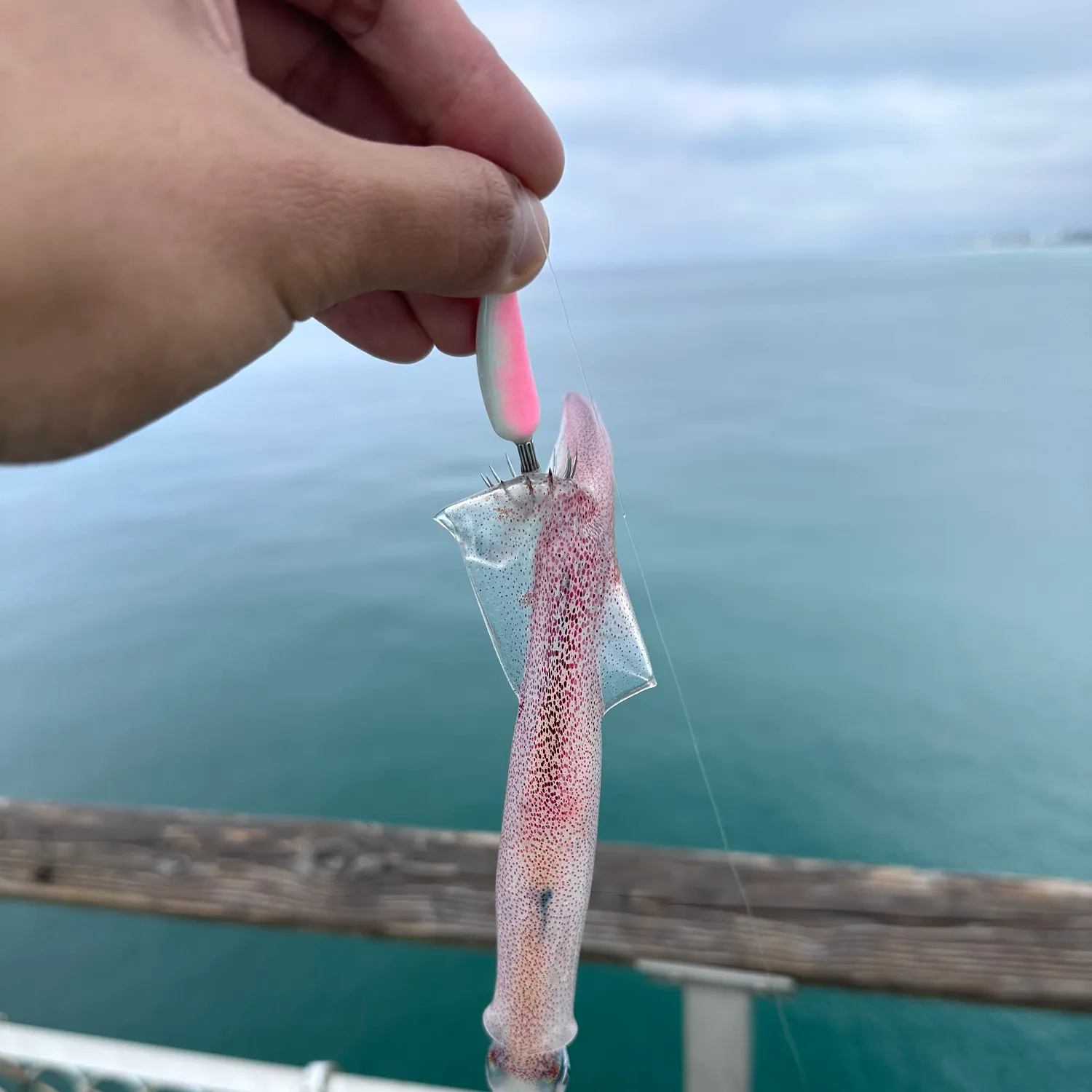 The most recent Gould's squid catches on Fishbrain