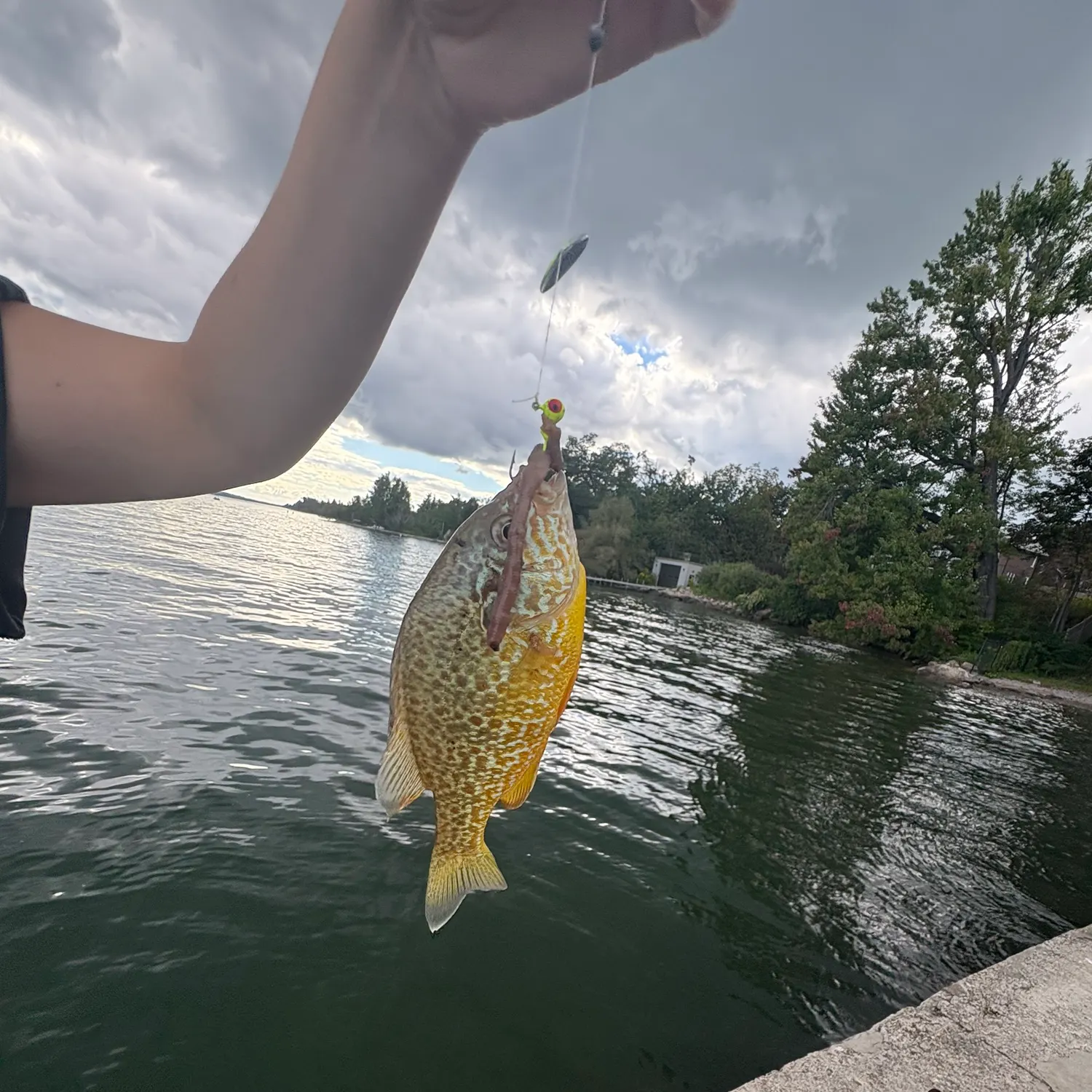 Pumpkinseed caught on Fishbrain